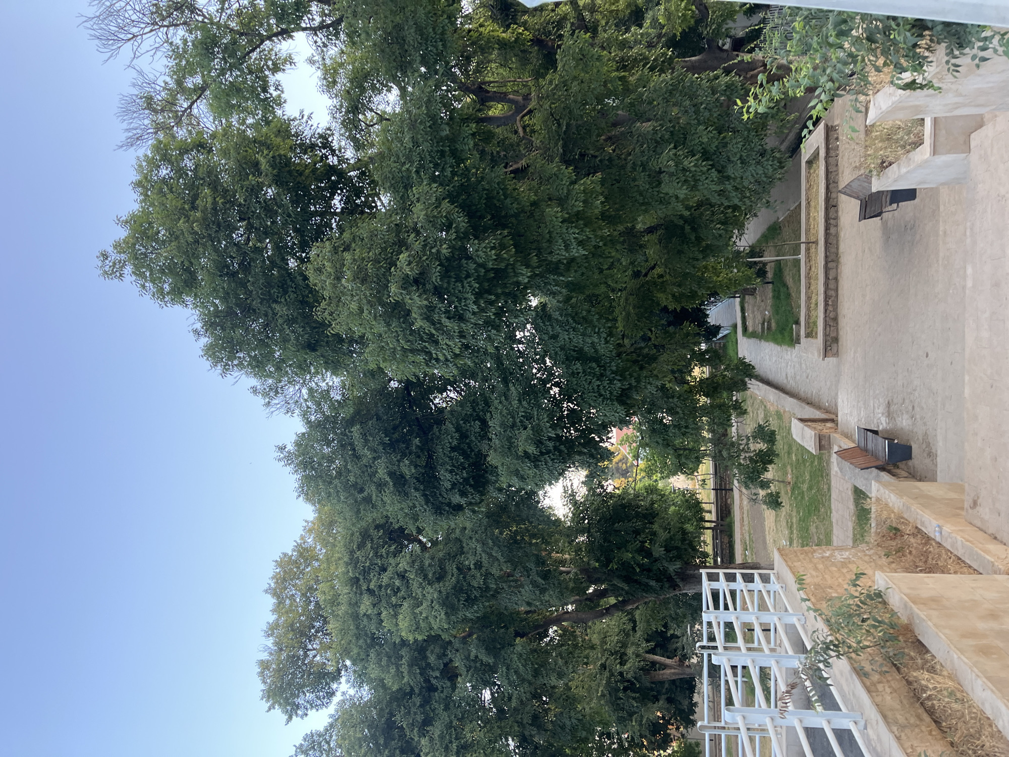 This is a photograph taken in El Hajeb, Morocco, likely in a public park or garden area. The scene is dominated by large, mature trees with dense green foliage, their branches reaching towards a clear blue sky. In the foreground, a paved pathway descends, flanked by tiered stone planters containing dry grass and some greenery. Two benches are visible along the pathway, one with a wooden seat and dark metal legs, and another further up the path. A white railing system runs along a raised platform to the left of the pathway, also with planters below. The overall atmosphere is serene and suggests a quiet outdoor space.