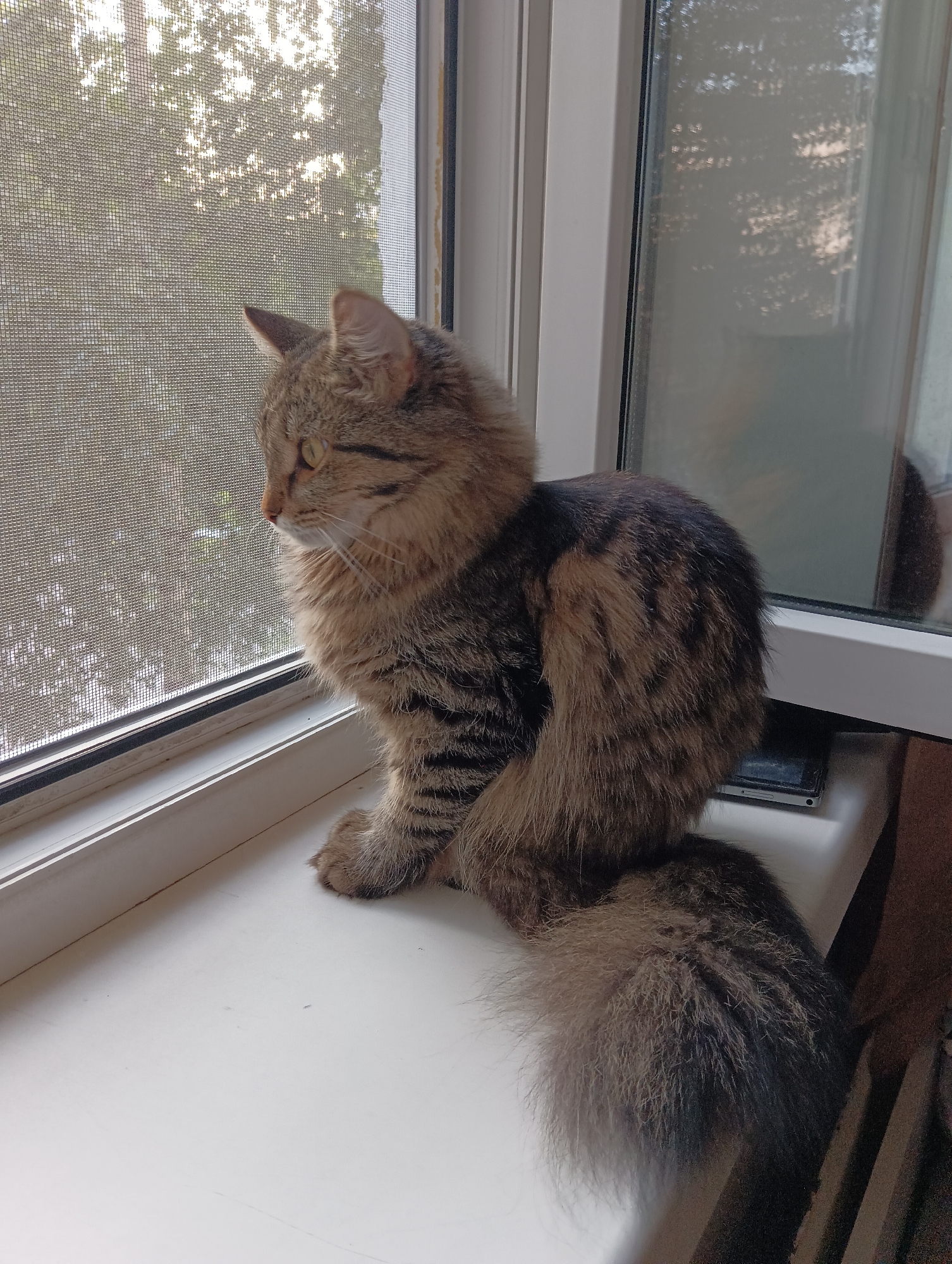 A fluffy, brown and black tabby cat sits on a white windowsill, looking out through a window screen at trees and sunlight. The cat's tail is curled around its body. The window appears to be slightly dirty, and there is a phone lying on the windowsill behind the cat. The scene suggests it is daytime, possibly morning or late afternoon due to the angle of the sun, and the weather is pleasant enough for the trees to be leafy and green. The setting is indoors, likely a home in Perm, Russia. The cat appears calm and observant. No text is visible.
