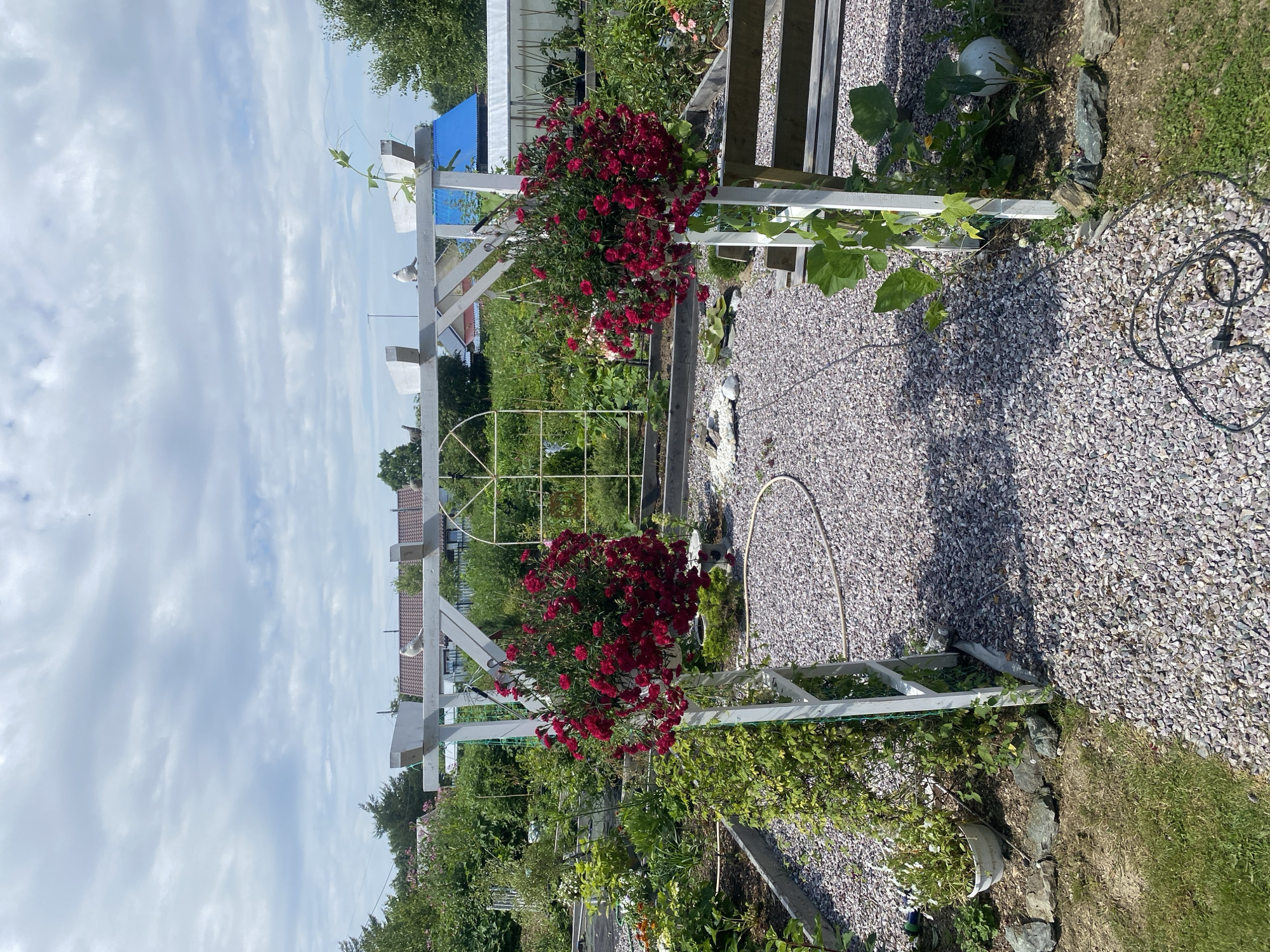 The image shows an outdoor garden scene, likely in Tret’ya Pad’, Russia, given the context provided. A white wooden garden arch with two hanging baskets of red flowers frames a gravel pathway. The arch has several white decorative birds perched on its structure. Beyond the arch, a variety of green plants and flowers are visible, suggesting a well-maintained garden. In the background, houses with red and blue roofs can be seen, along with trees and a cloudy sky. The pathway is covered in small, light-colored gravel. To the right of the arch, part of a wooden bench is visible, and to the left, a white pot with green plants sits on the ground. There are no people visible in the image. The overall impression is that of a peaceful and established garden setting.