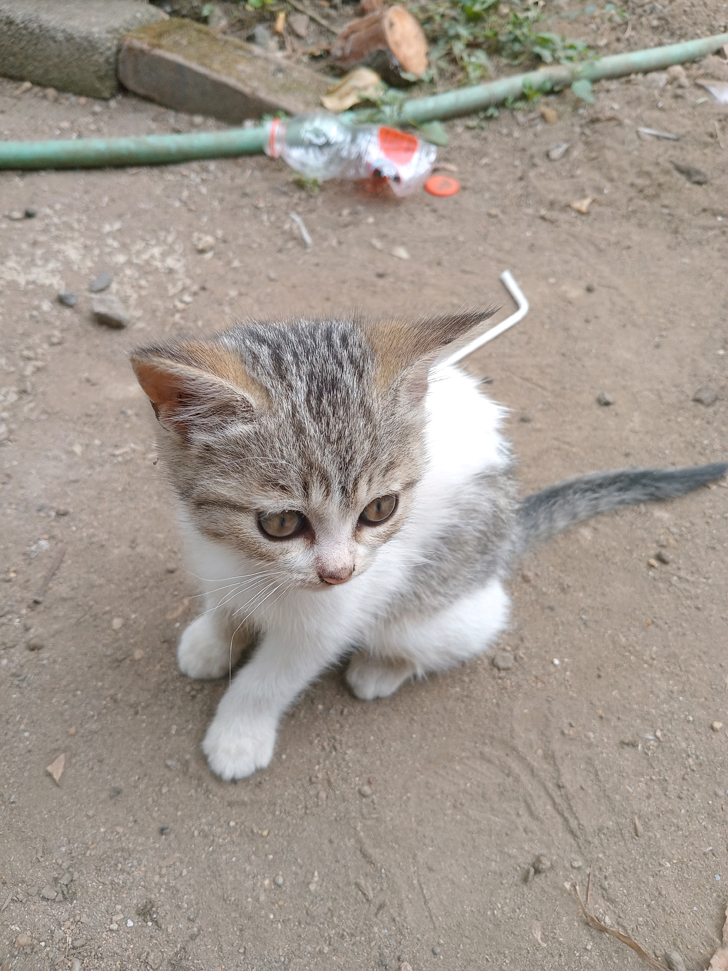 A young, grey and white tabby kitten with light brown eyes is sitting on a dirt ground. The kitten is looking to the right of the frame, with its head tilted slightly. In the background, there is a green garden hose, a plastic bottle, and some scattered debris. The scene is set outdoors on a dirt path.
