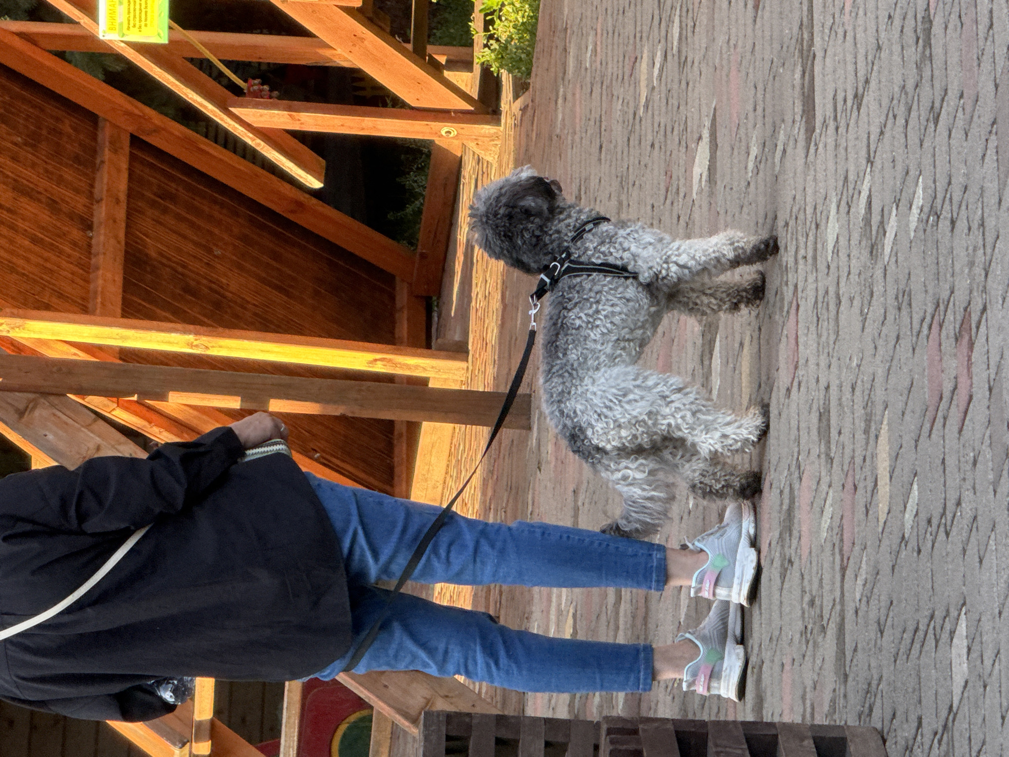 A person wearing a black long-sleeved shirt, blue jeans, and white athletic shoes is standing on a brick pathway, holding a leash attached to a gray, curly-haired dog. The dog is facing to the right. In the background, there is a wooden structure with a sloped roof and supports, and some greenery is visible. The scene appears to be outdoors. The location is identified as Izhevsk, Russia, specifically at the Udmurt National Museum.