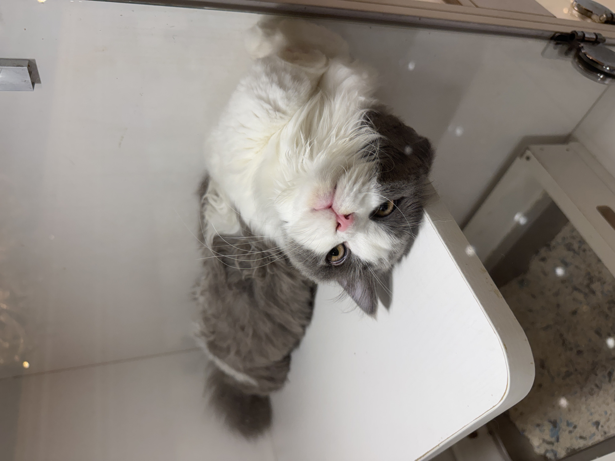 A fluffy, gray and white cat with yellow eyes looks directly at the camera. The cat appears to be inside a clear-topped enclosure with white sides. Part of a white structure and metal hardware is visible at the top of the frame. The cat's body is oriented vertically in the frame.
The environment is not sufficiently detailed to confirm its location in Tianhe District, China.