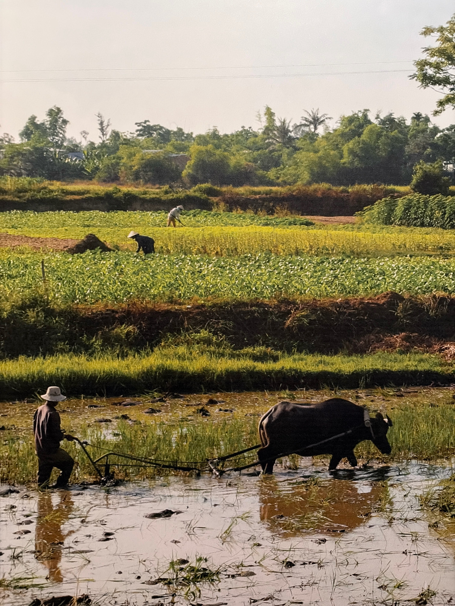 The image depicts a rural scene in the city of Đà Nẵng, Vietnam, likely a rice paddy. In the foreground, a man wearing a conical hat and dark clothing is plowing a muddy field with a water buffalo. The buffalo is dark-colored and harnessed to a plow. The man is walking behind the buffalo, guiding it with a tool. The field is filled with water and mud, with some green vegetation growing. In the mid-ground and background, several other fields are visible, some appearing to be planted with crops, others with yellow or green foliage. Two other individuals, also wearing conical hats, are working in these fields. The landscape is characterized by lush greenery, trees, and a hazy sky. The overall impression is of traditional agricultural work in a rural Vietnamese setting.