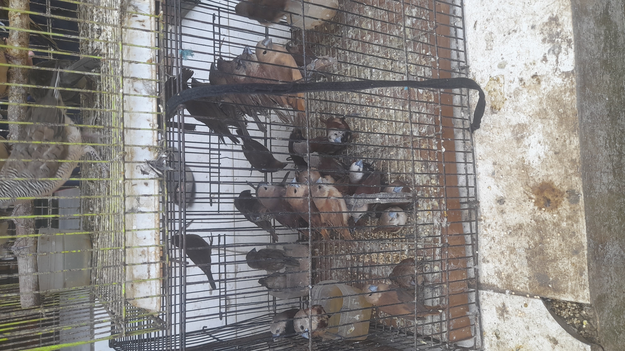A flock of small, brown and grey birds are housed in a black metal cage in an outdoor market in Pekalongan, Indonesia. The birds are perched on various surfaces within the cage, including wooden perches and the cage floor, which is covered in birdseed and droppings. A clear plastic container holding a yellow liquid, likely water, is also visible within the cage. In the background, another cage contains two larger birds with striped brown and grey plumage. The cage itself appears weathered and dirty, suggesting it has been in use for some time. The ground beneath the cage is a concrete surface with scattered birdseed and evidence of bird droppings. The overall scene depicts a commercial setting where birds are being sold.