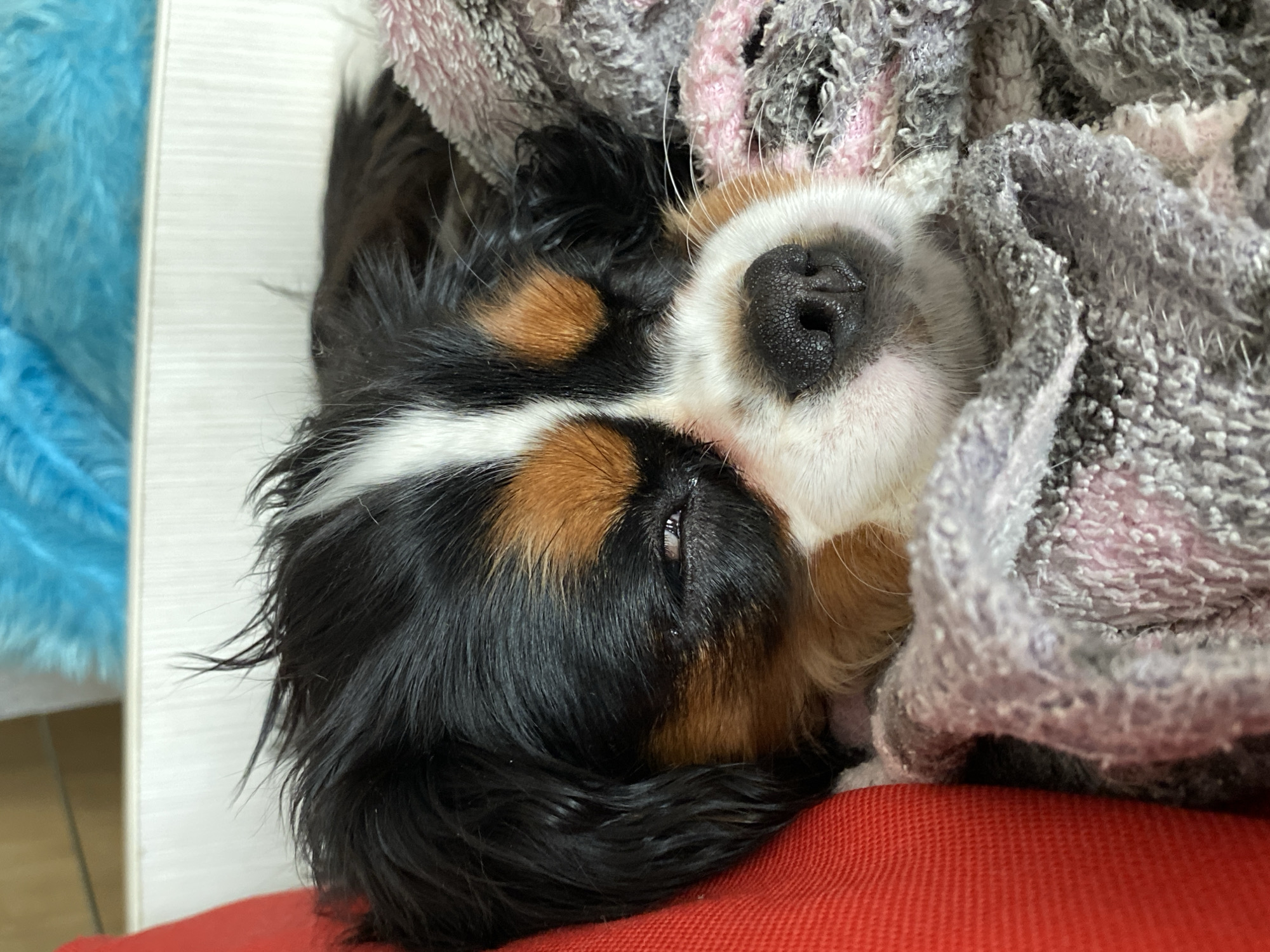 A close-up shot reveals a sleeping Bernese Mountain Dog puppy nestled beneath a soft, gray and pink blanket. The puppy is lying on its back, with its head turned to the side. The dog's black, brown, and white fur is visible, as is its dark nose and slightly open eye. A red cushion is partially visible beneath the puppy's body. The background is a blurred white surface. No information is provided to suggest that this image was taken in Votkinsk, Russia.