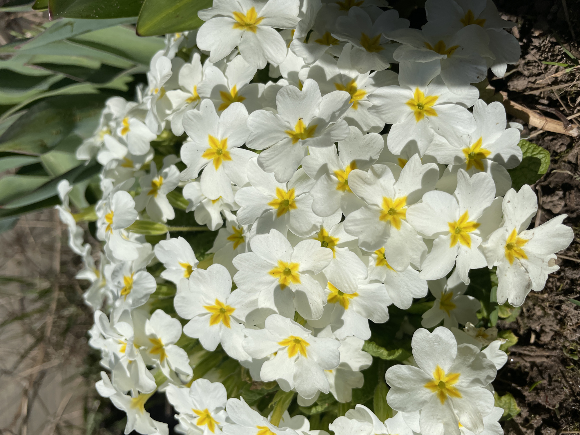 The image shows a cluster of white flowers with yellow centers, likely primroses (Primula vulgaris), growing in what appears to be a garden or natural area. The flowers are densely packed together, creating a vibrant display. Some green foliage is visible around the flowers, and soil is present in the background. The location is stated to be Chaikovsky, Russia, but there are no other clues in the image to verify this or provide further details about the environment.
