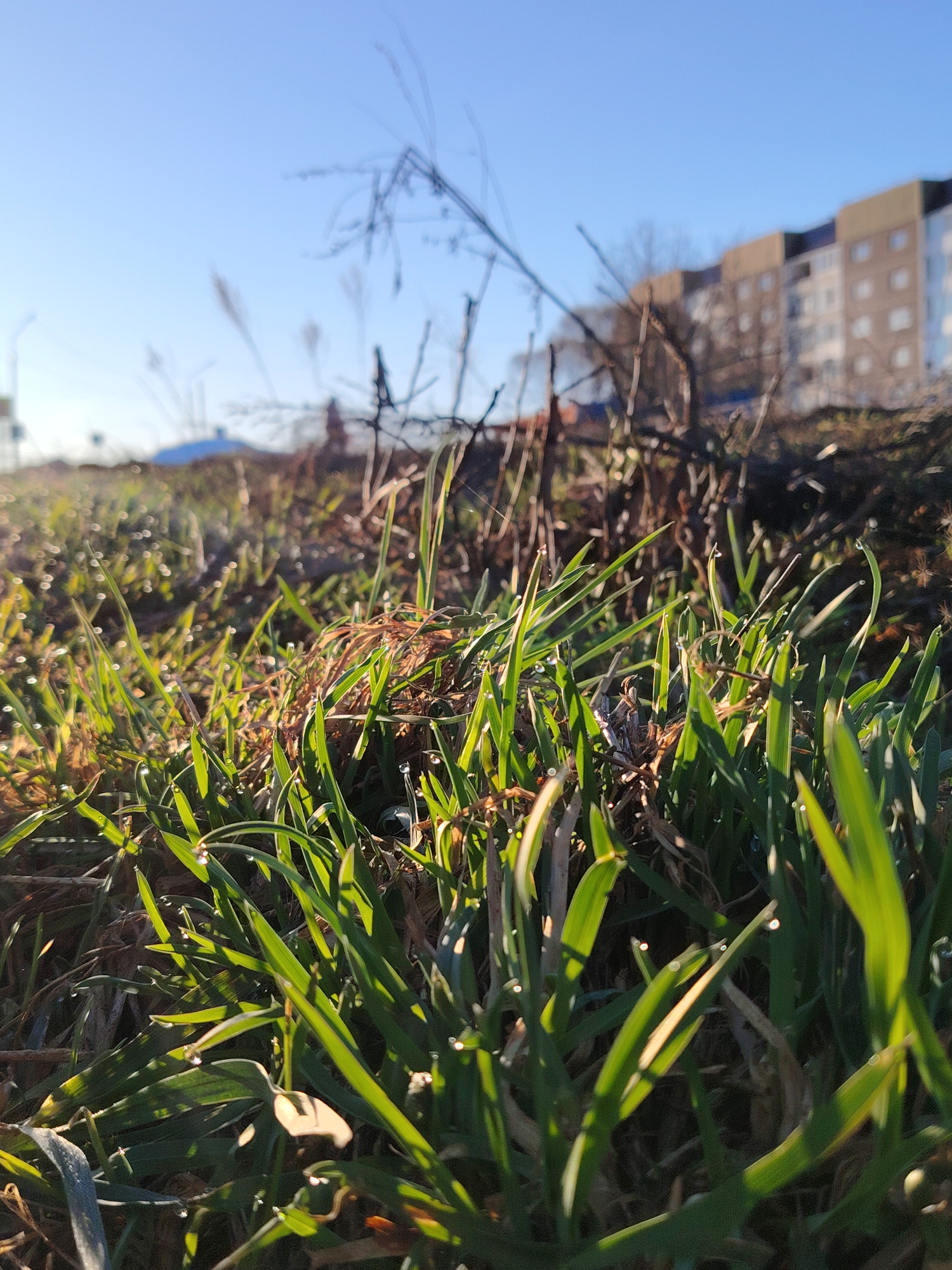 The image depicts a close-up view of grass blades covered in dew, illuminated by sunlight. In the background, out of focus, is a multi-story building with multiple windows. Bare branches and other foliage are also visible in the background. The sky is clear and blue. The location is the city of Markovskii, Russia. No people are visible.