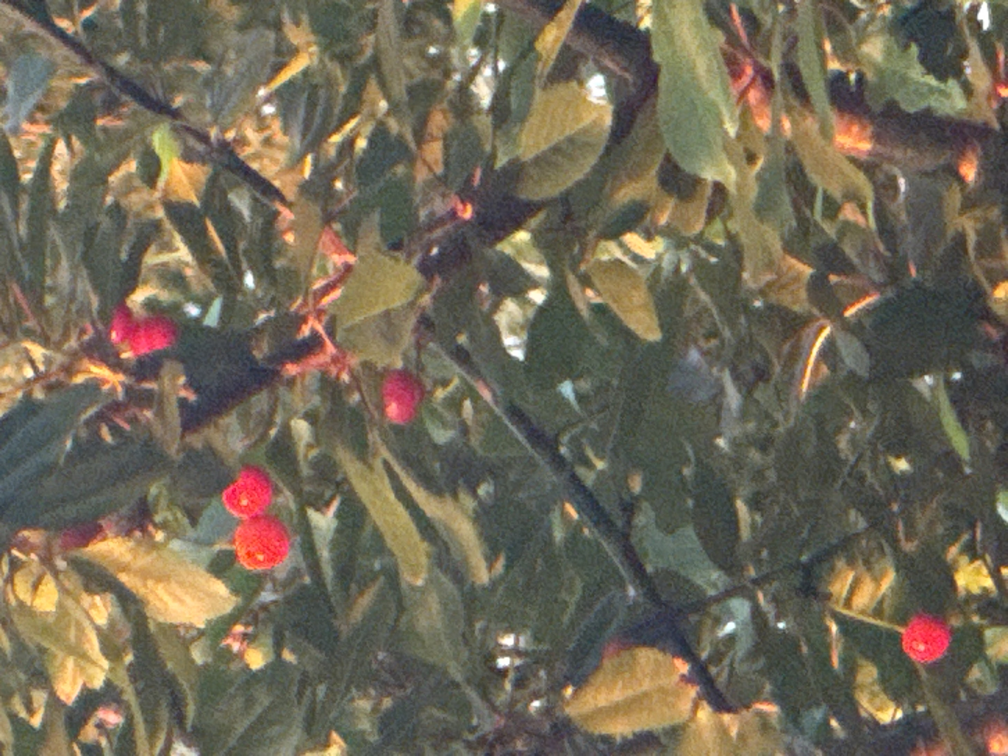 The image depicts a close-up view of dense foliage, primarily composed of green leaves interspersed with numerous yellow and golden highlights from dappled sunlight. Thin, dark branches are visible, forming a complex network throughout the frame. Several small, round, bright red fruits, consistent with berries or cherries, are scattered among the leaves. Two prominent red fruits appear together near the upper-center of the image, while another single red fruit is visible in the mid-right, and a distinct red fruit hangs from a stem in the lower-left corner. The scene is an outdoor, natural environment. There are no discernible landmarks, specific architectural features, or unique botanical identifiers within the image that allow for a forensic determination of its location as Ohuivka, Ukraine.