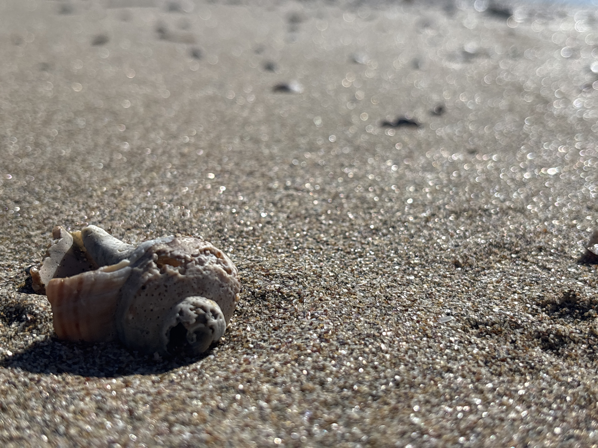 A close-up, low-angle shot captures a broken seashell on a sandy beach in Rezovo, Bulgaria. The seashell, located in the lower-left quadrant, is light brown and grey, with a visible spiral and a broken opening. The sand is composed of small grains, some of which are glistening due to sunlight. The background is blurred, with soft circular bokeh effects, suggesting shallow depth of field and the presence of water or a distant, out-of-focus shoreline. The overall scene is tranquil and natural, focusing on the texture and detail of the seashell and the sand. No people are visible in the image.