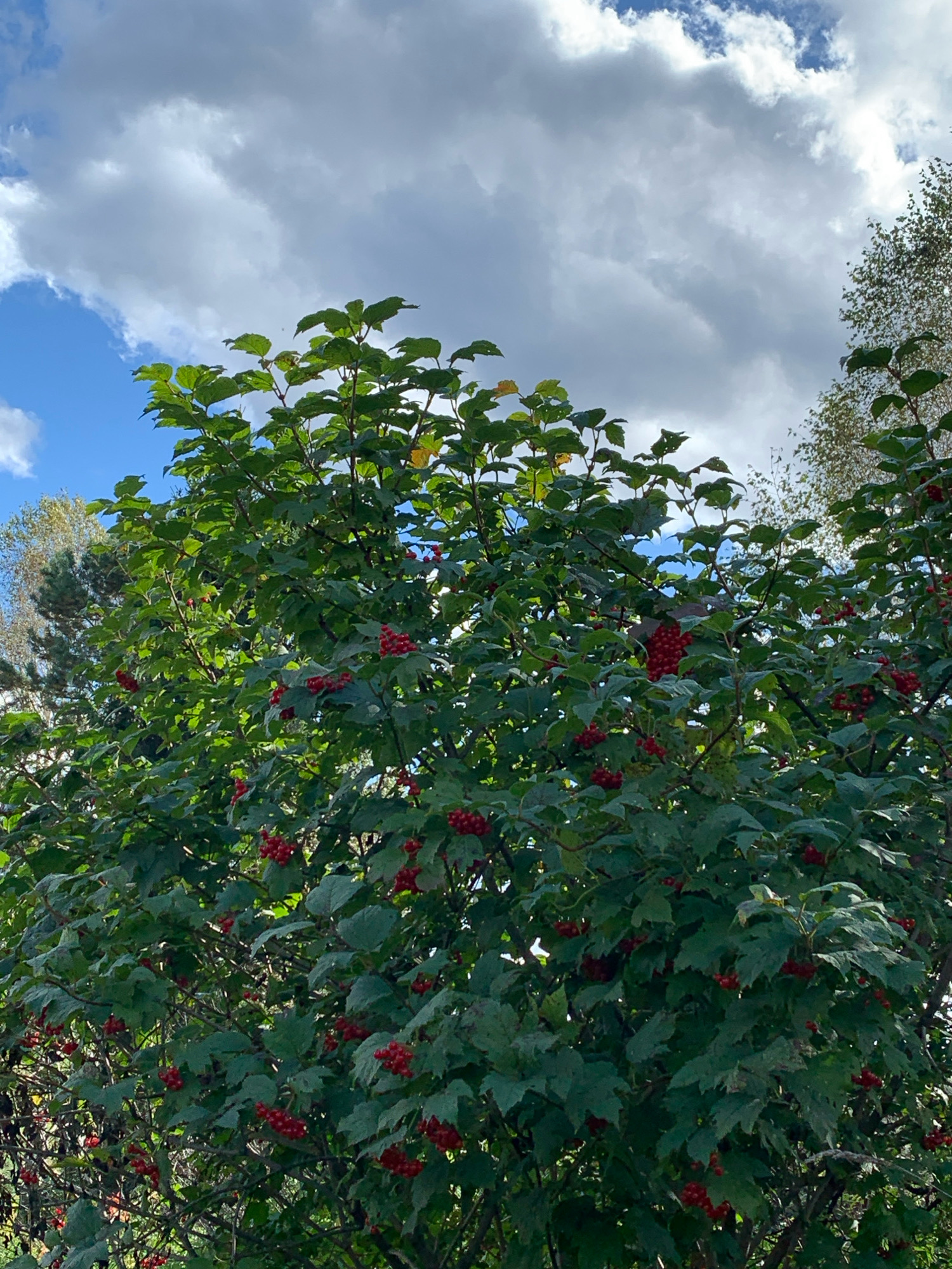 This is a close-up, eye-level, outdoor, daylight, vertical, medium shot of a viburnum bush laden with red berries in the city of Novostroika, Russia. The bush is dense with green foliage, with numerous clusters of bright red berries visible throughout. The background consists of a partly cloudy sky. The image captures the fruit-bearing season of the plant. There are no people or animals in the frame.