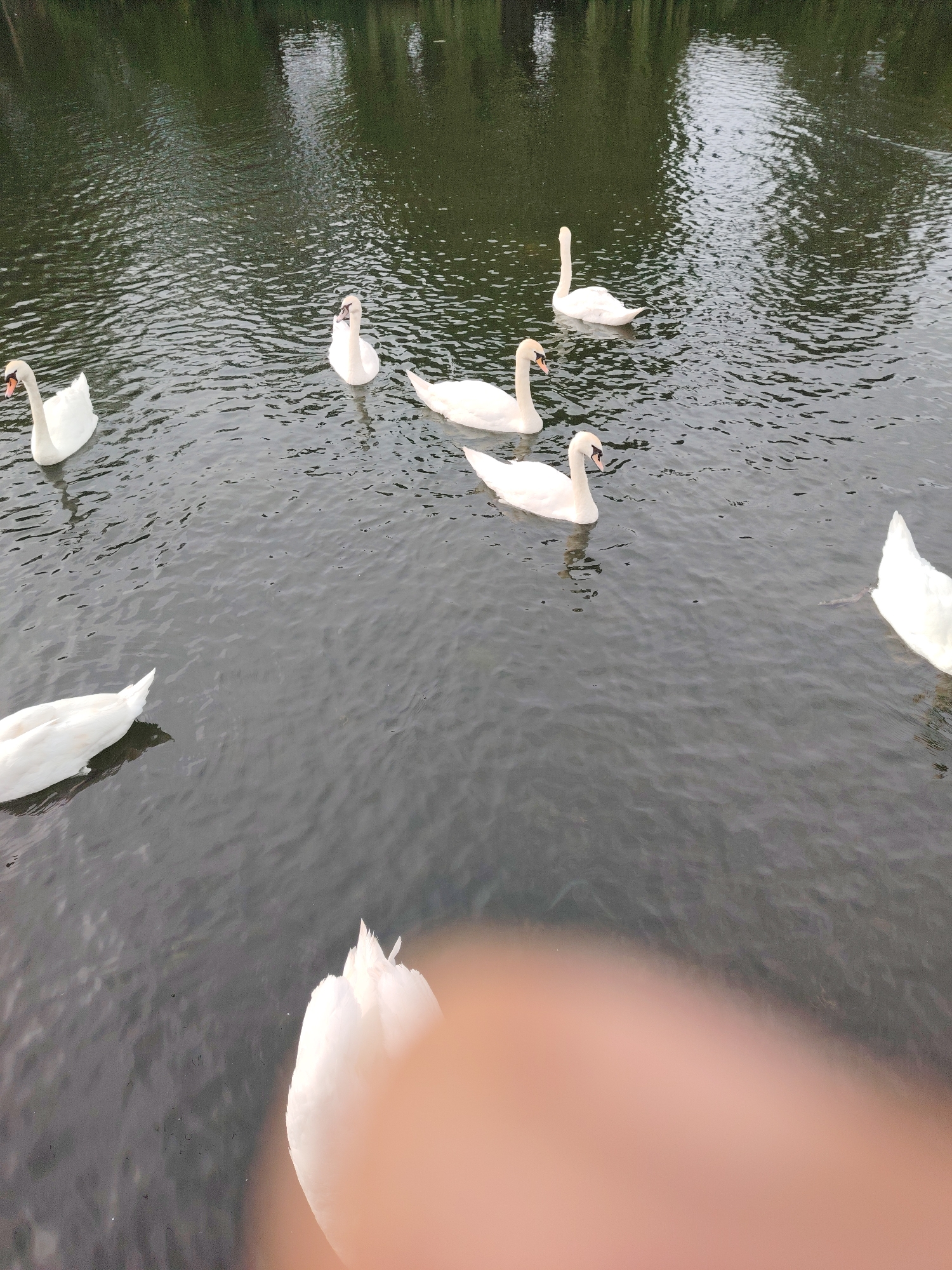 The image displays a body of dark, rippled water, identified as a waterway within Peterborough, United Kingdom. Approximately seven white mute swans (Cygnus olor) are present, floating on the water's surface. Five swans are clearly visible, presenting full body profiles with white plumage and orange beaks, oriented in various directions across the middle and upper sections of the frame. One swan is partially visible in the bottom left, showing only its white tail feathers and posterior body. Another white object, consistent with the back of a swan, is largely obscured in the bottom right by a prominent, out-of-focus, peachy-toned object, consistent with a human finger or thumb, encroaching into the frame from the lower right corner. The water's surface shows minor wave patterns and reflects muted light, along with indistinct green foliage from a distant tree-lined bank visible in the background.