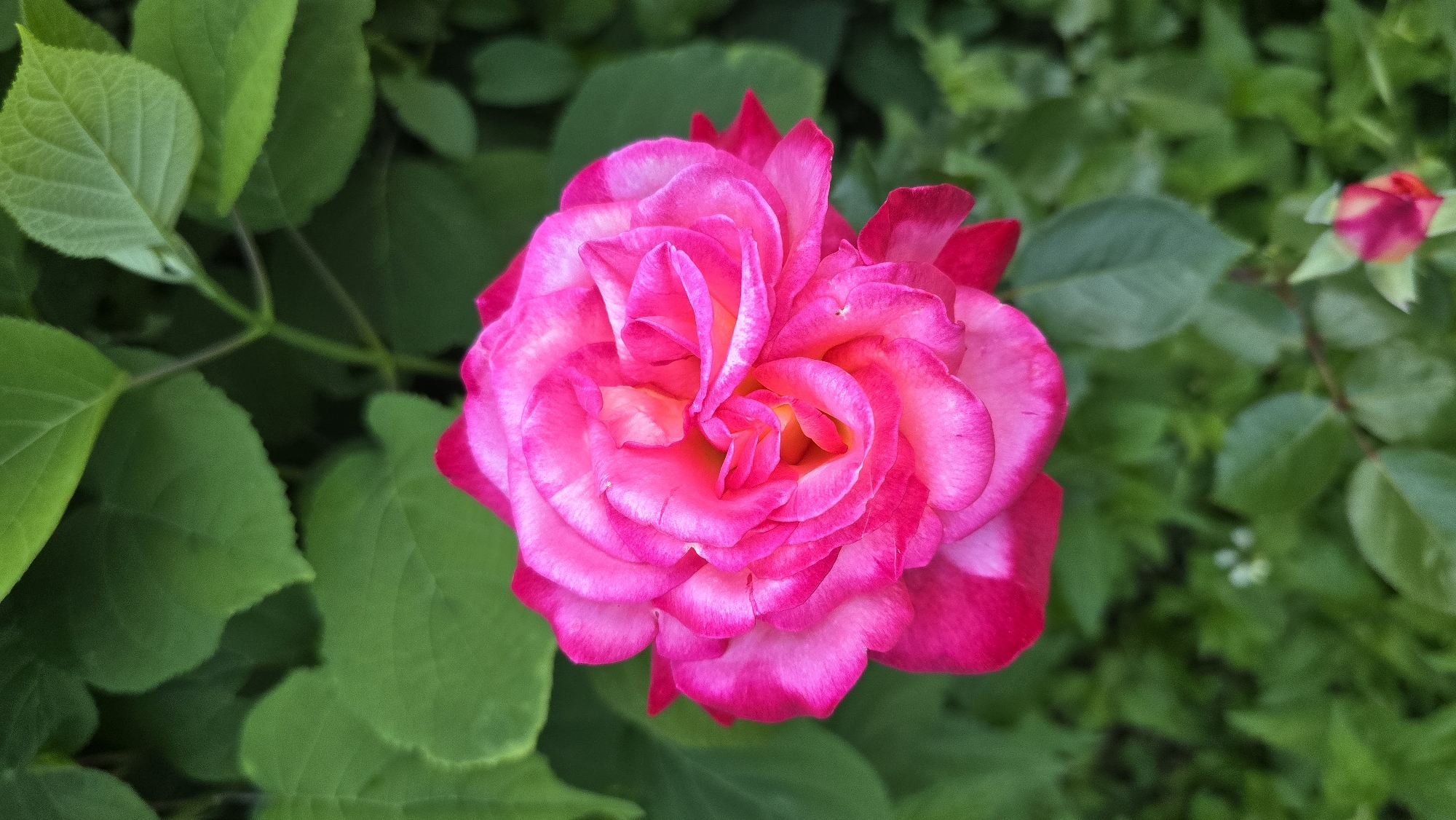 This is a close-up, top-down shot of a vibrant pink rose with paler pink edges, set against a backdrop of lush green foliage. The rose is in full bloom, its petals tightly furled towards the center, revealing a hint of golden-orange hues within. The background consists of large, dark green leaves and a slightly blurred tapestry of smaller, lighter green leaves and stems, suggesting a garden setting. The lighting is even, with no harsh shadows, highlighting the delicate texture and color variations of the rose. There are no people, animals, or man-made objects visible in the frame. The location is identified as Sirishtnik, Bulgaria.