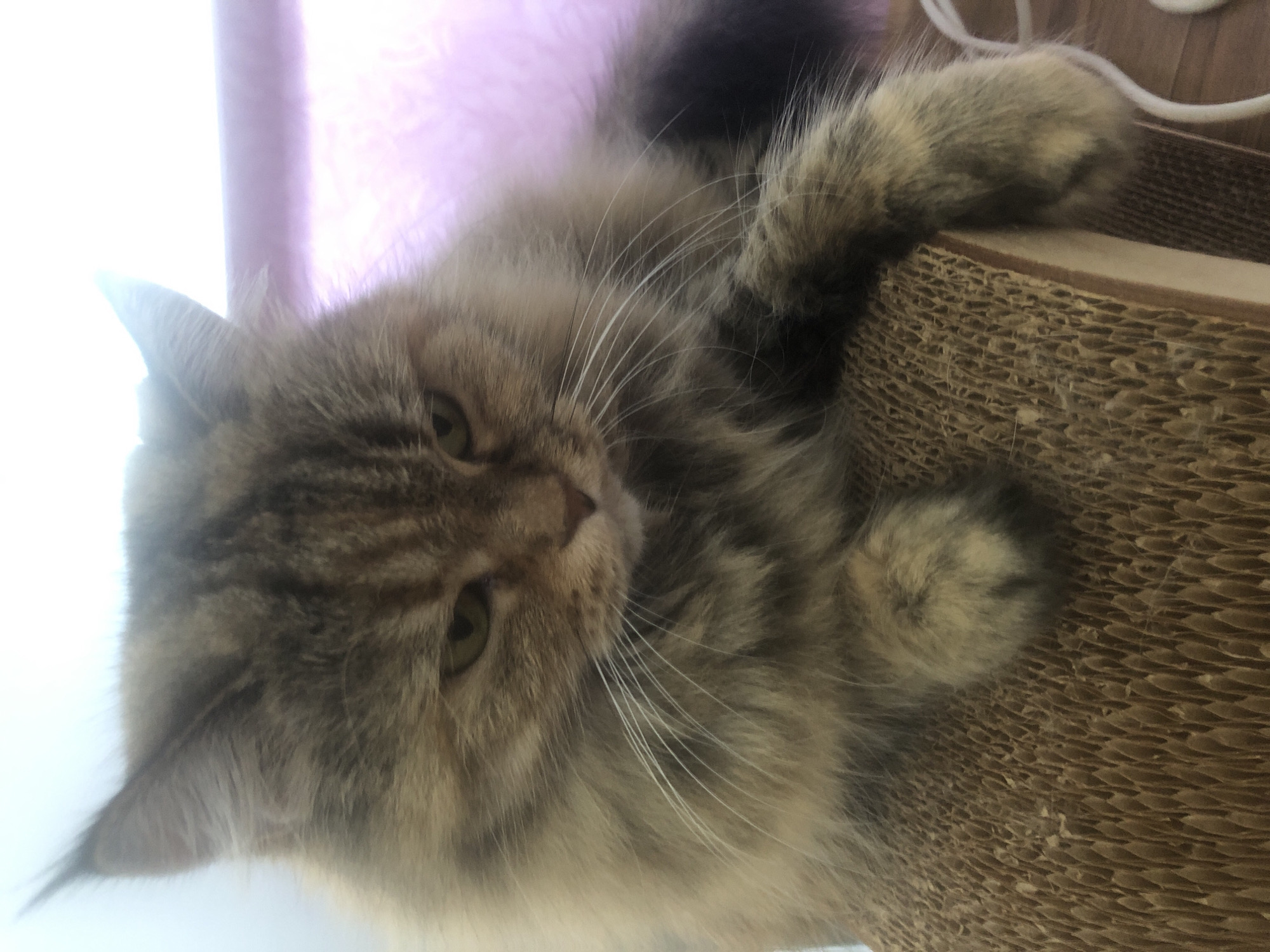 A fluffy, long-haired cat with tabby markings is resting on a cardboard scratching post. The cat is positioned in the center of the frame, facing slightly to the right, with its front paws resting on the scratching post. Its fur is a mix of brown, black, and tan. The cat's eyes are green and it has a neutral expression. The background is blurred, with a hint of pinkish light suggesting a window or a light source. The scratching post is made of corrugated cardboard and appears to be well-used.