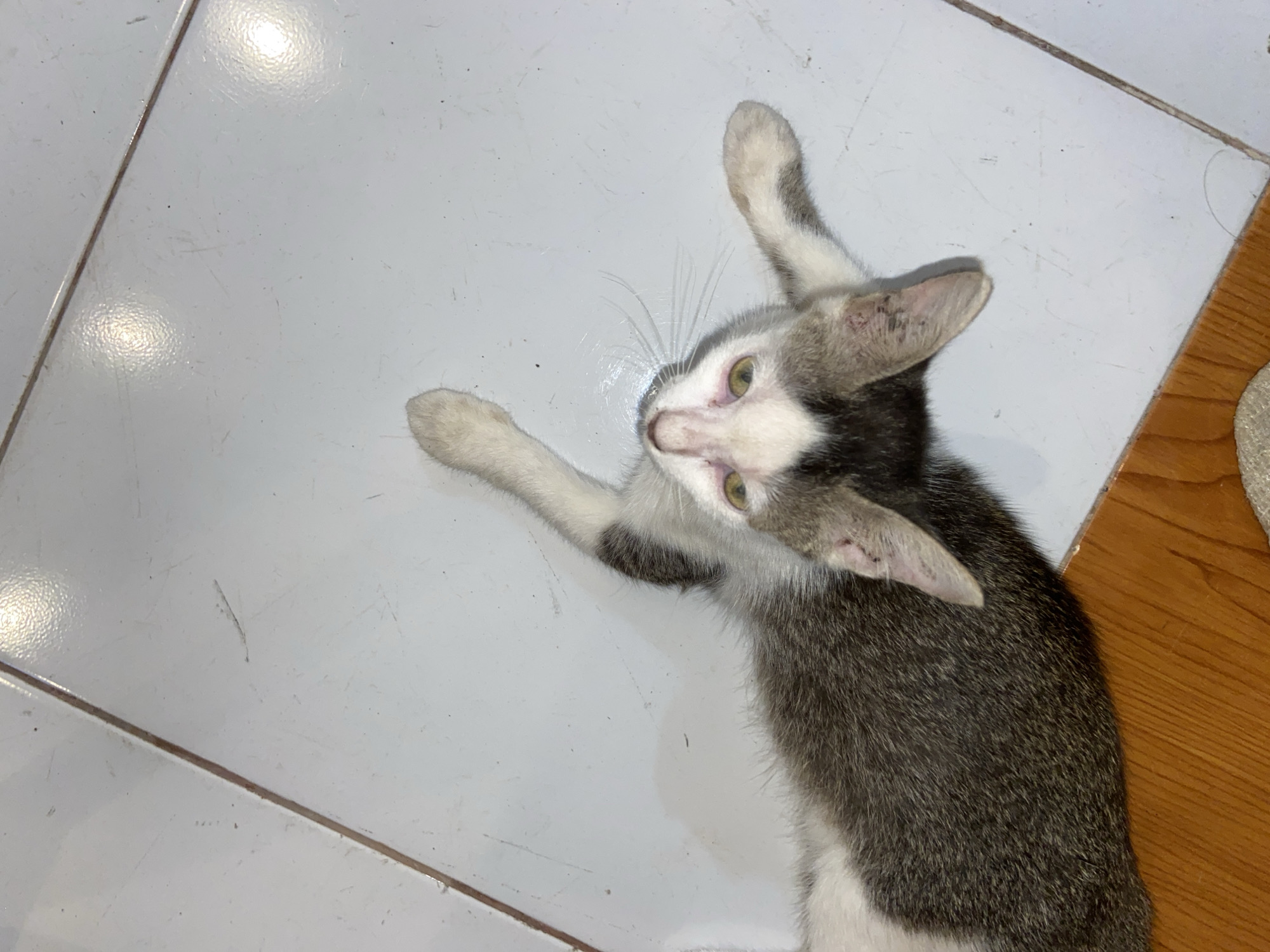 A grey and white kitten is lying on its back on a tiled floor. The kitten's eyes are open and green, and its mouth is slightly open. Its front paws are extended upwards, and its hind legs are bent. The tiled floor is white with grey grout lines. A wooden surface is visible at the bottom of the image. The scene is likely indoors, possibly in a residential setting in Candirejo, Indonesia, given the context provided. There are no people or interactions depicted in the image.