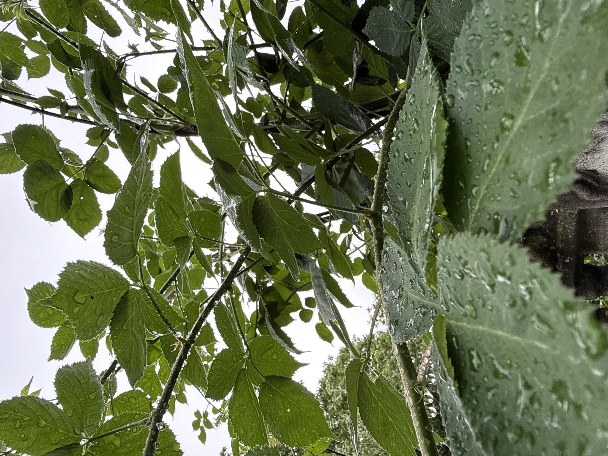 This image is a close-up, low-angle shot of green leaves and branches of a plant covered in water droplets. The leaves are serrated along the edges and appear damp, with many individual water droplets visible on their surfaces. The branches are thin and dark, also showing small water droplets. The background is a bright, overcast sky, with hints of darker green foliage visible in the upper left and upper middle sections of the image. The bottom edge of the image shows a portion of a textured, gray object, possibly a stone or concrete structure. The scene suggests a natural setting after rain, possibly in a garden or park. The location is Unknown, Unknown.