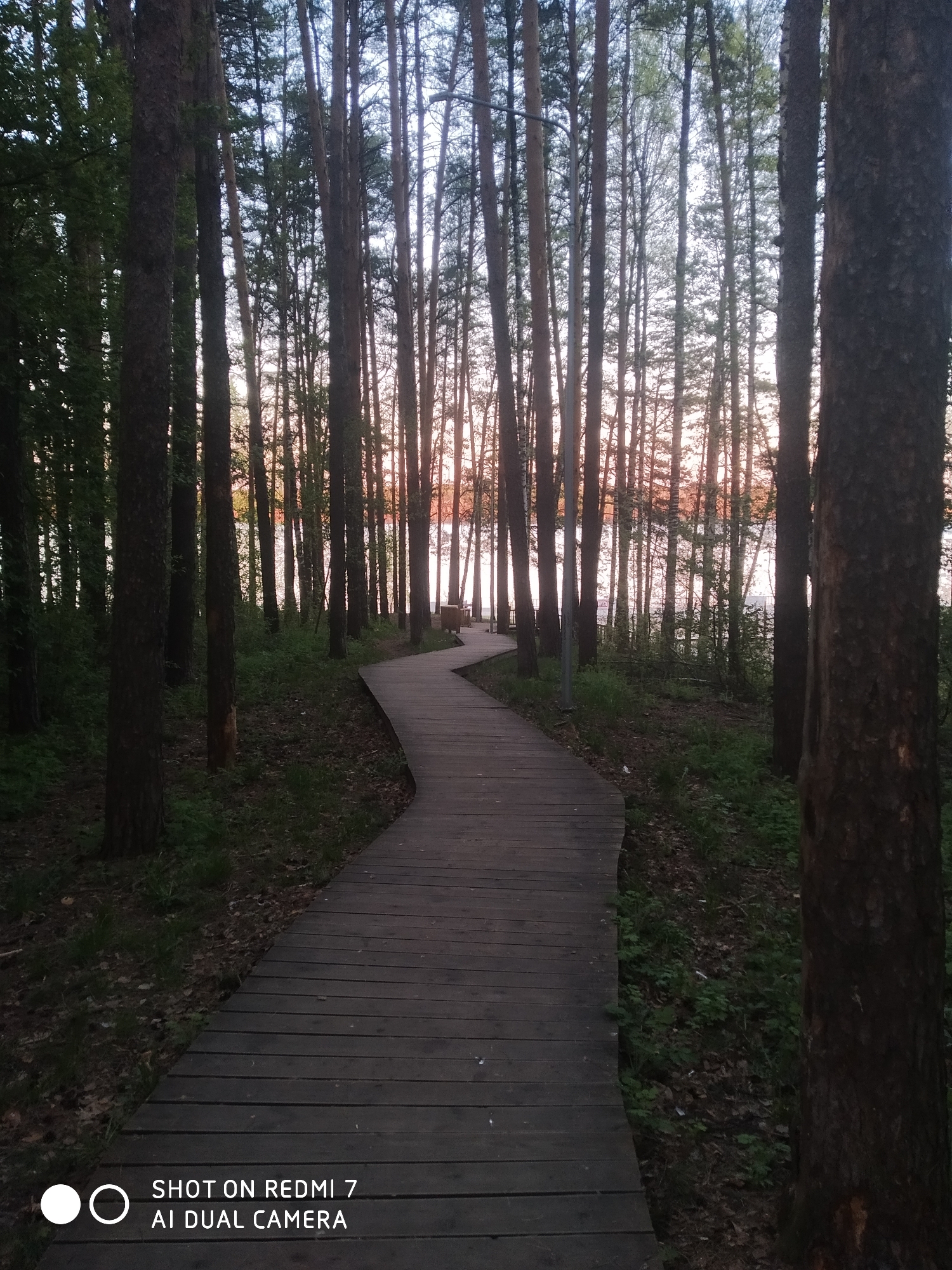 The image shows a wooden boardwalk winding through a dense forest in Chaikovsky, Russia. Tall, slender trees line both sides of the path, creating a vertical emphasis. At the end of the boardwalk, there's a glimpse of water and structures. The lighting suggests either dawn or dusk, with a soft, diffused glow filtering through the trees. The forest floor is covered in leaf litter and sparse vegetation. The lower portion of the image includes the text "SHOT ON REDMI 7 AI DUAL CAMERA."