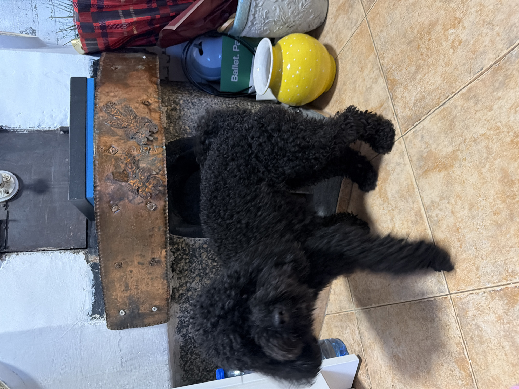 This image, set in Sofia, Bulgaria, captures an indoor domestic scene featuring a black, curly-haired dog, likely a poodle, lying relaxed on a tiled floor. The dog is positioned with its head towards the bottom of the frame and its body extending upwards and to the right, appearing to rest.
The floor is covered with light brown or beige square tiles with grey grout lines. To the left of the dog, a rectangular, rustic-looking metal panel, possibly copper or bronze, stands vertically. It features embossed floral or leaf-like patterns and visible rivets. This panel is situated next to a dark grey structure, which could be part of a stove or fireplace, with a blue object wedged in between. A roughly painted white wall section is visible on the far left.
Above and behind the dog, several items are clustered on the floor: a yellow ceramic pot with white polka dots, lying on its side; a light blue bowl; and a green book or folder with the partial text "Ballet. Pa" visible on its spine or cover. A white decorative pot is also partially seen. In the background, a red and black plaid fabric item and some straw-like material are present. Near the dog's head, a clear plastic bottle with a blue cap and a portion of a white box are visible on the floor.
The scene depicts a calm, everyday interior, illuminated by ambient indoor light. No specific activity or event beyond the dog resting is taking place. The image itself is rotated 90 degrees clockwise.
