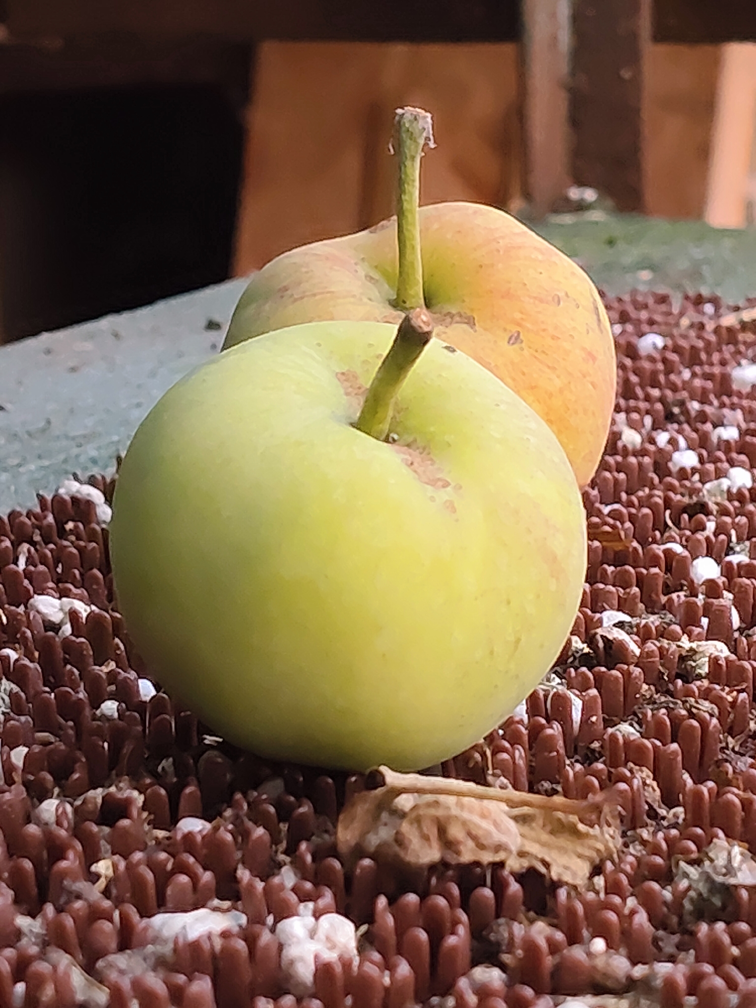 The image shows two apples on a textured, brown surface with white flecks. The apple in the foreground is green and the apple in the background is yellow with red speckles. Behind the apples, a dark, out-of-focus area is visible, possibly a wooden structure. The scene appears to be outdoors, with some greenery and a wooden post visible in the background. The apples are positioned on what looks like a bird feeder or similar outdoor surface designed with small, closely spaced brown protrusions, possibly for grip or to hold feed. The overall lighting suggests it is daytime. The location of Венюково, Russia, is not discernible from the visual elements of the image.