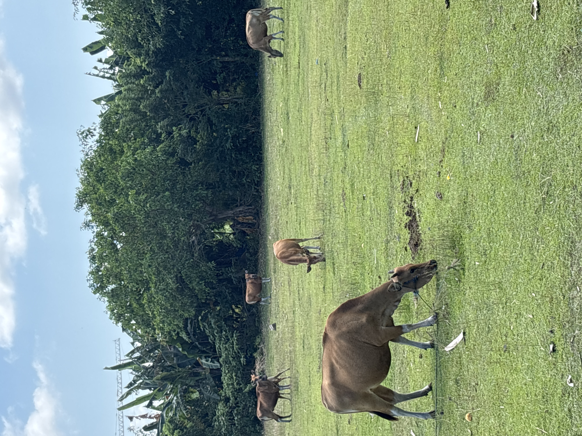 The image displays a serene pastoral scene set in Kuta Selatan, Indonesia, featuring several light brown cattle grazing in a wide, verdant green field. The field is bordered on the left by a dense array of lush green trees and tropical foliage, extending into the background.
In the foreground, a large, light brown cow is prominently positioned, viewed from its right side. Its head is lowered, actively grazing on the abundant grass. A rope or tether is visible around its head, suggesting it might be domesticated or managed livestock. Scattered further across the expansive field are at least four other cows of similar coloration and size. One is slightly to the left of the foreground animal, also engaged in grazing, while two more are visible deeper in the field, closer to the tree line. Another cow is partially obscured by the foliage on the far left, all appearing to be peacefully feeding.
The grass is a vibrant green, indicating a healthy and fertile environment. The bordering trees are tall and leafy, with some broader leaves characteristic of tropical vegetation. The scene is brightly illuminated by sunlight, signifying it is daytime with a clear or partly cloudy sky, as suggested by the blue sky and scattered white clouds visible above the tree line on the upper left. The overall impression is one of tranquil rural life and natural beauty. There is no visible text in the image.