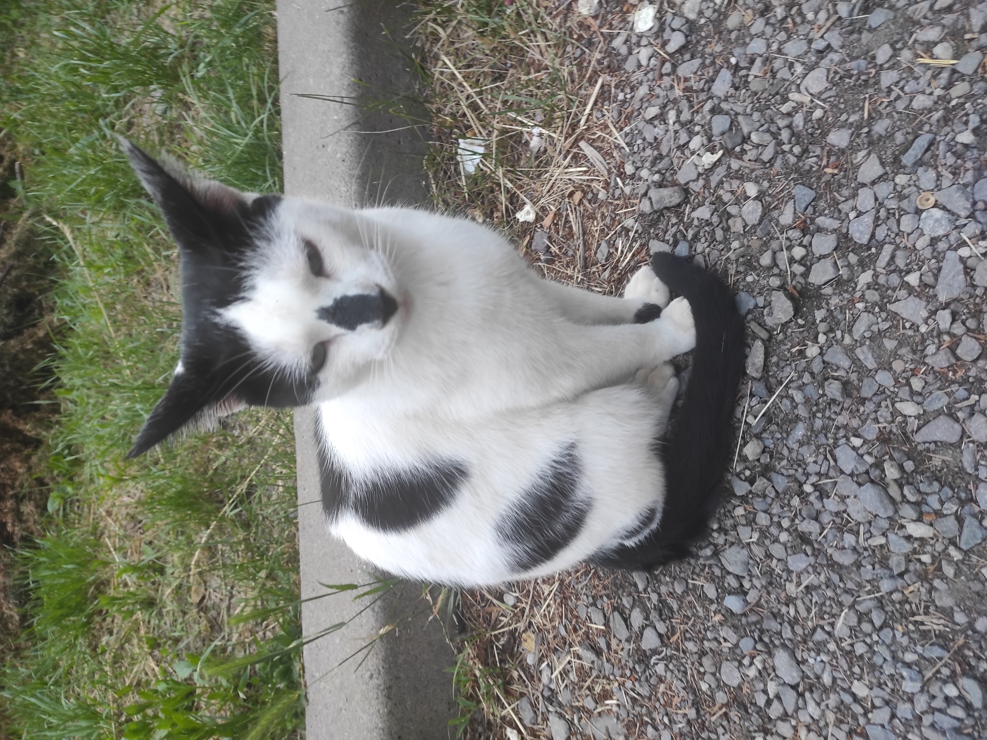 The image features a black and white cat resting outdoors. The cat is the central subject, observed from a slightly overhead perspective, sitting in a relaxed, curled-up posture with its black tail wrapped neatly around its body. Its fur is primarily white, contrasted by large black ears, a distinctive black patch covering its nose and upper muzzle, and several prominent black markings distributed across its back and sides. The cat's eyes are partially closed or squinting, conveying a calm and possibly sleepy expression.
The setting is an outdoor environment, with the cat perched on a textured surface of small, irregular gray and brown gravel mixed with dry grass and straw. To the cat's immediate left, there is a straight, low concrete curb or edge. Beyond this concrete barrier, an area of green grass is visible, suggesting a natural or landscaped border. The lighting indicates it is daytime. There are no other visible subjects, activities, or text in the image.