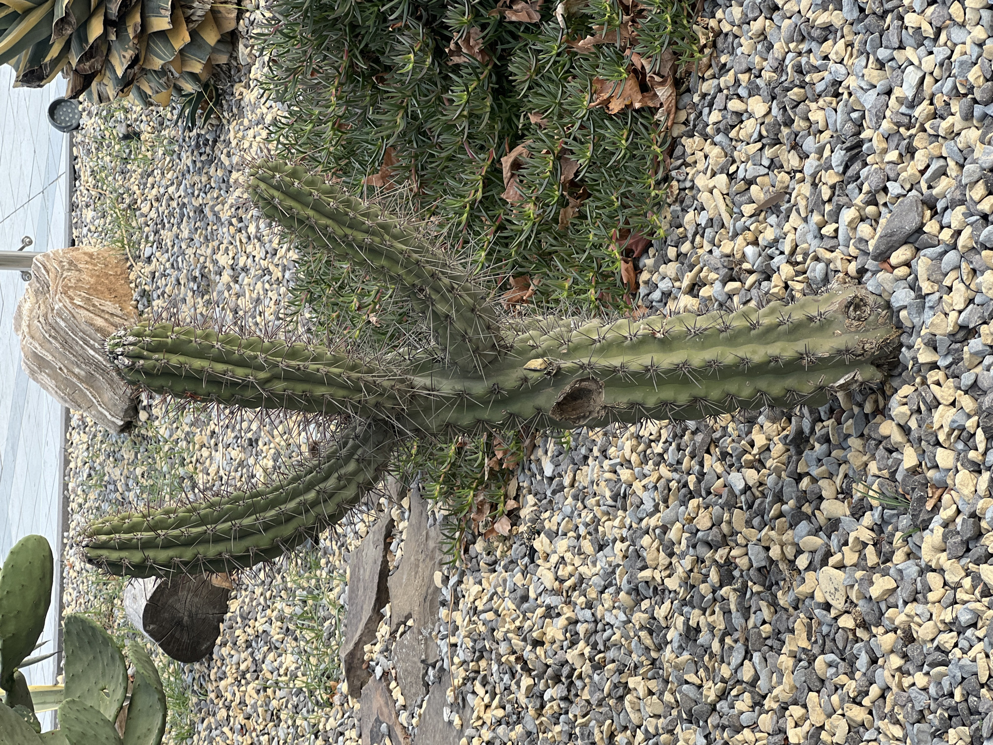 A tall, green cactus with multiple arms and sharp spines stands in a rocky, outdoor setting. The ground is covered in a mix of light tan and grey gravel. Behind the cactus, there is a dense patch of low-lying green succulents and some dried brown leaves. In the background, a large, weathered rock sits on the gravel. To the left of the cactus, a portion of a prickly pear cactus is visible. Further in the background, a light-colored paved surface and some foliage can be seen. The overall scene appears to be a landscaped area, possibly a garden or park. There are no people or animals visible in the image.