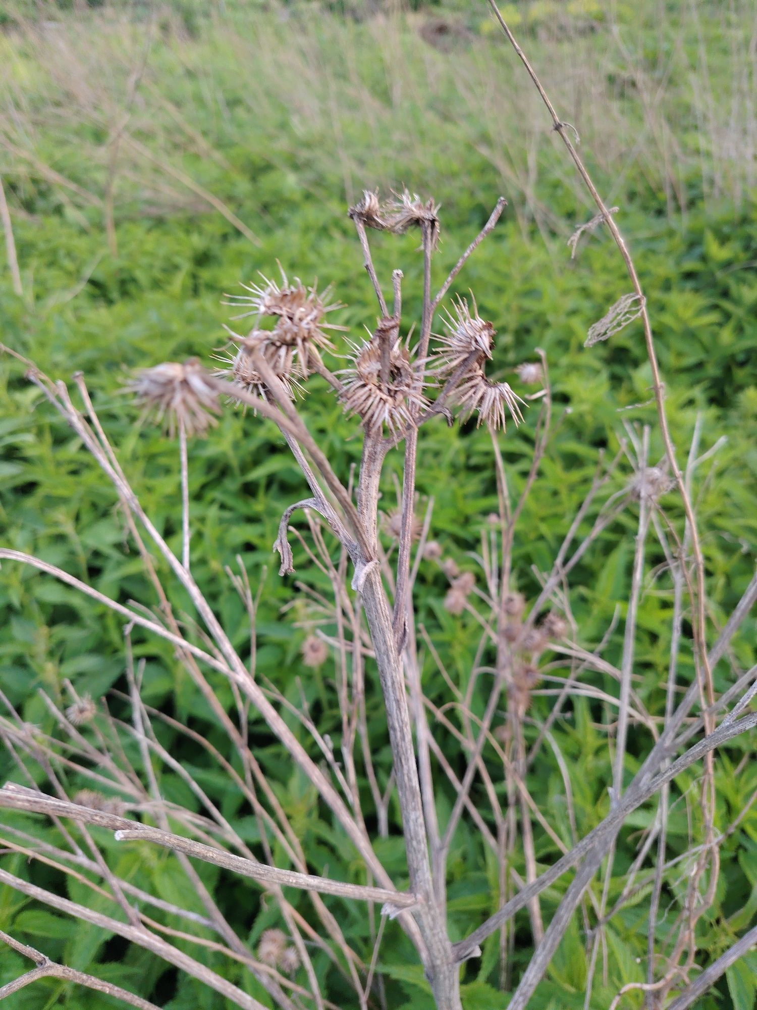 The image shows a close-up of dried thistles and their stalks in a natural environment. The background is filled with green foliage and some dry grass, suggesting an outdoor setting. The thistles are brown and spiky, in various stages of decay. Some have developed seed heads with fine, needle-like structures, while others appear to be remnants of past blooms. The stalks are thin and brittle, crisscrossing each other to form a dense network. The lighting appears natural, possibly overcast or late afternoon, casting soft shadows. The scene is devoid of human presence or any signs of urban life. The image depicts a wild, untamed patch of nature, perhaps a field or meadow. Given the Yekaterinburg, Russia context, this could be a common sight in the surrounding natural areas or less maintained urban green spaces during the drier seasons.
