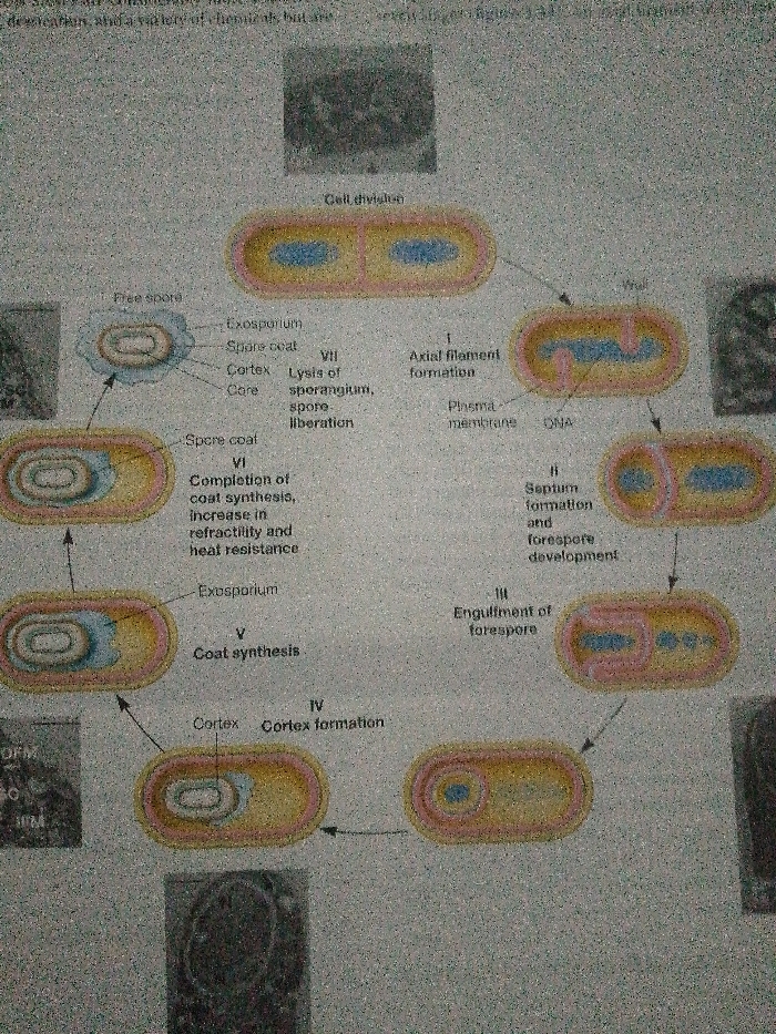 The image illustrates the sporulation process in bacteria. Starting with cell division, an axial filament forms. Then, a septum forms, leading to forespore development. Next, the forespore is engulfed. A cortex forms, followed by coat synthesis. The coat is completed, increasing refractility and heat resistance. Finally, the sporangium undergoes lysis, liberating the free spore, which consists of the exosporium, spore coat, cortex, and core.