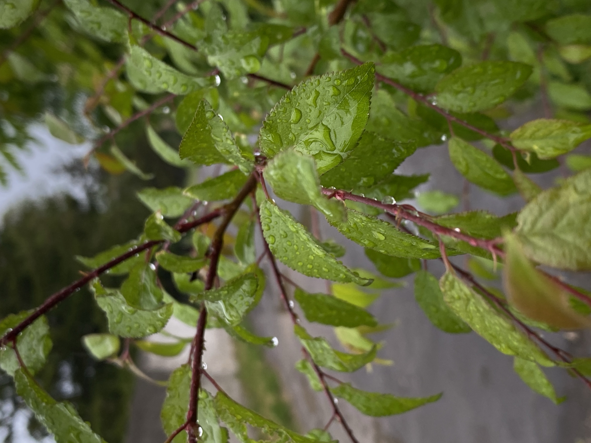 A close-up shot displays green leaves and reddish-brown branches with water droplets clinging to them. The background reveals a blurred street scene suggesting the photo was taken in an urban area.