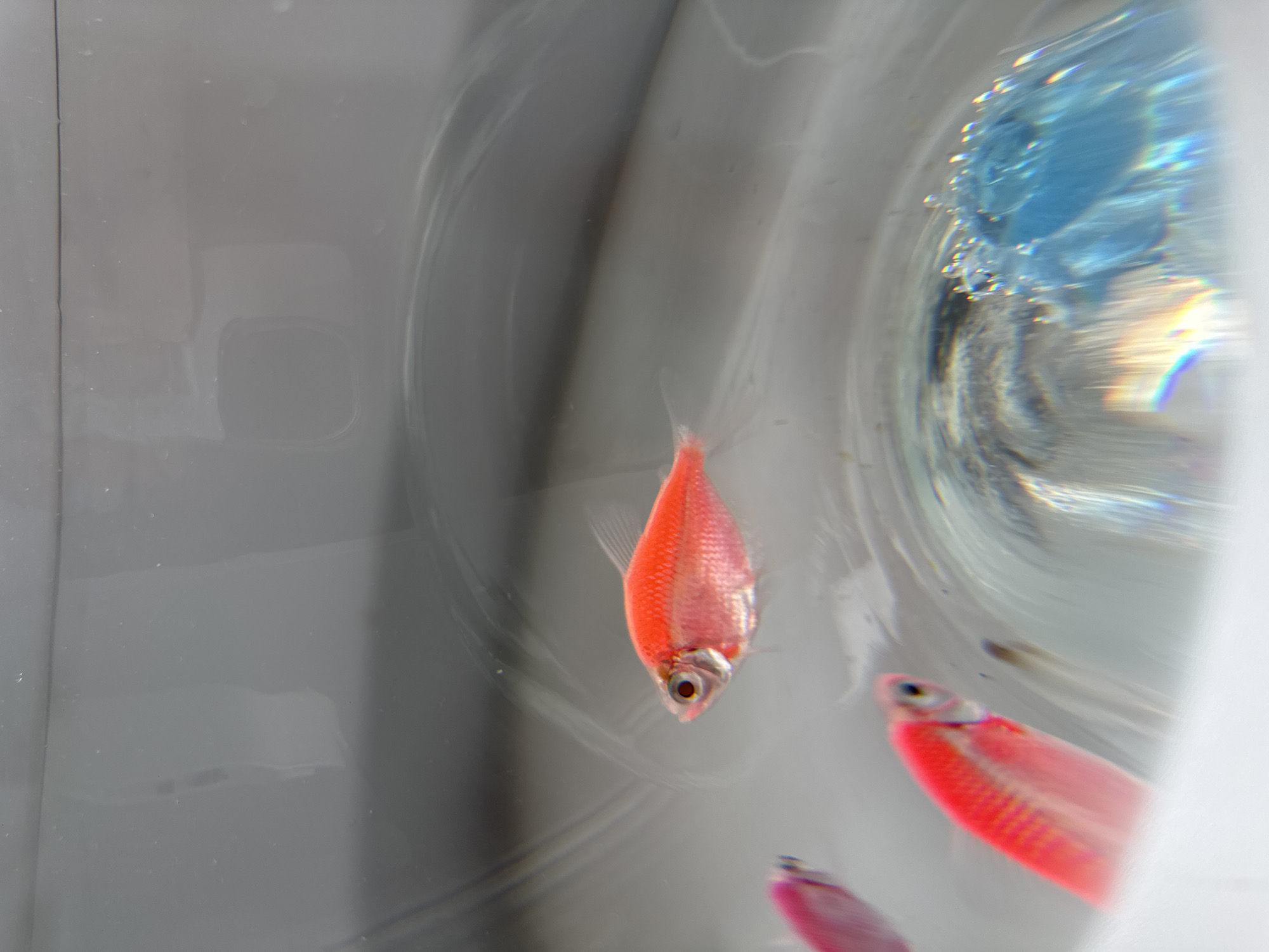 The image shows a group of small, brightly colored fish in an aquarium. One fish is in focus and is positioned in the center of the frame, displaying its red-orange hue and visible eye. There are other fish slightly blurred in the lower right corner of the frame, and they appear to be pinkish-red. The aquarium's environment includes a greyish background on one side, and the opposite side includes some blue reflective shapes. The location is Unknown, Unknown.