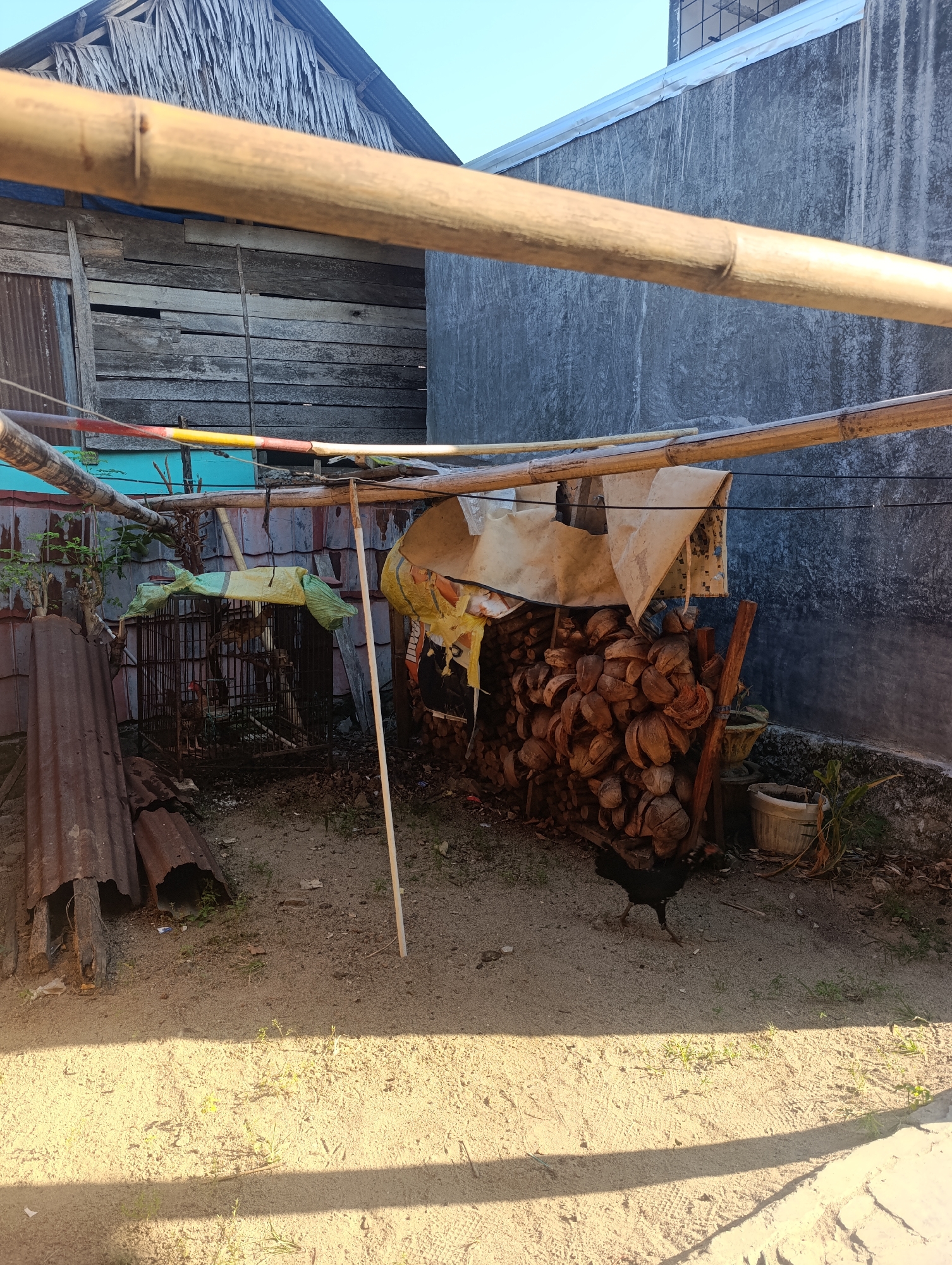 In Madatte, Indonesia, a rustic outdoor scene unfolds. Dominating the foreground is a sandy ground bathed in sunlight, casting distinct shadows. A single black chicken pecks at the ground on the right. Behind it, a pile of halved coconuts, presumably for fuel or other uses, is stacked against a rough concrete wall. To the left, a rusty corrugated metal structure lies on the ground. A metal cage, covered partially by yellow and green plastic sheeting, holds at least two birds. Overhead, bamboo poles form a makeshift canopy, supporting some tattered fabric. In the background, a wooden structure with a thatched roof stands adjacent to the concrete wall. The overall impression is one of a humble, utilitarian backyard or storage area.