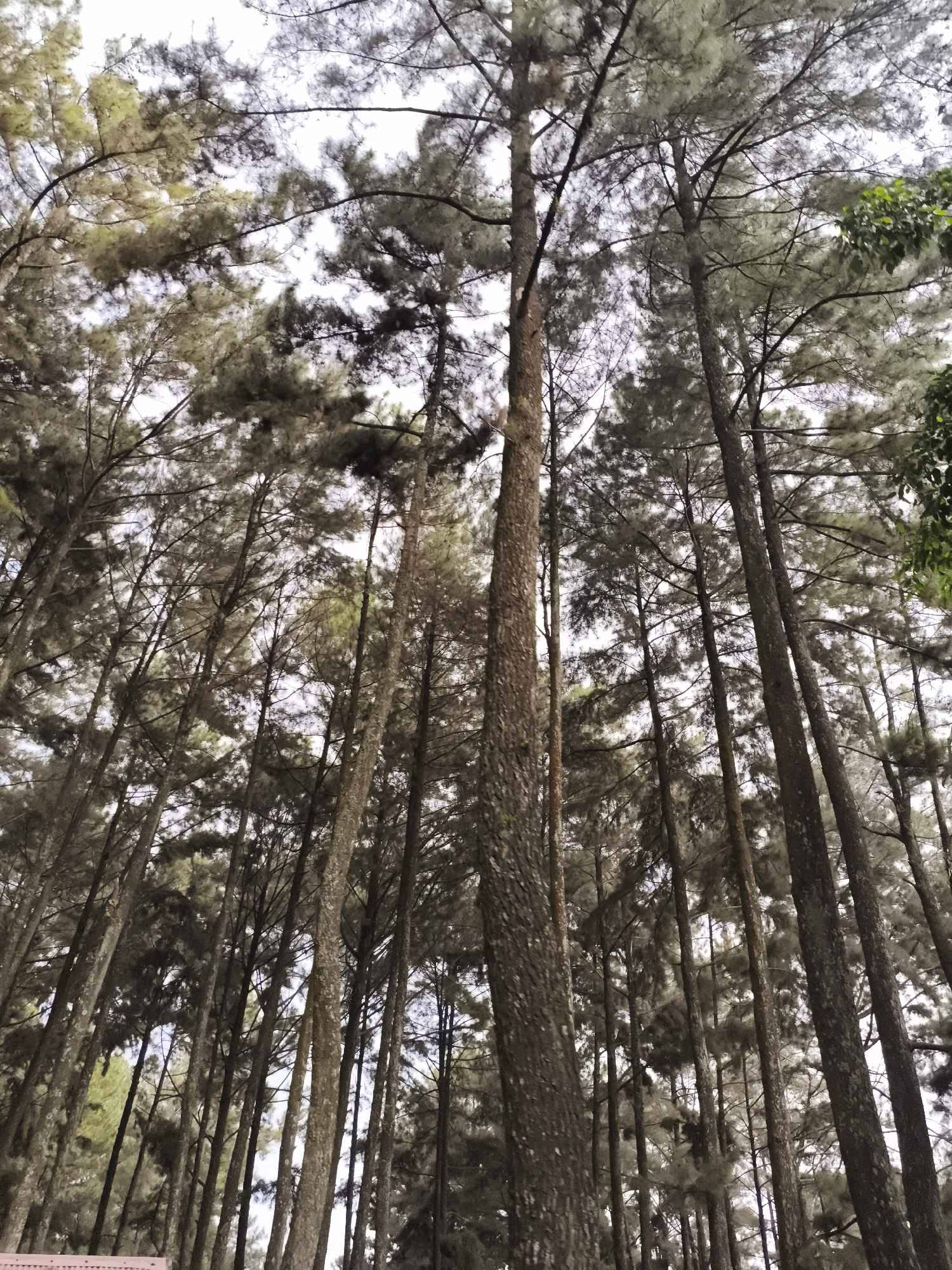 The image captures a low-angle perspective looking upwards into the canopy of a dense forest. Numerous tall, slender trees dominate the frame, their dark brown, textured trunks rising vertically towards the sky. The foliage, consisting of needle-like leaves characteristic of pine or conifer trees, forms a thick canopy overhead, appearing in muted shades of green and grey-green.
Through the intricate network of branches and leaves, patches of a bright, light grey or white sky are visible, indicating either an overcast day or strong, diffused daylight filtering through the dense cover. The lighting is soft and even, creating a tranquil atmosphere with no harsh shadows. While most of the foliage is subdued in color, some areas, particularly towards the right side and in scattered spots, show slightly greener tones.
No people or animals are visible, and no specific activity or event is taking place; the image depicts a static natural scene. The composition emphasizes the towering height and density of the trees, evoking a sense of immersion and peacefulness within the woodland. There is no visible text in the image. A very faint, indistinct reddish object is partially visible at the bottom left corner of the original image, but it does not contain any legible characters.