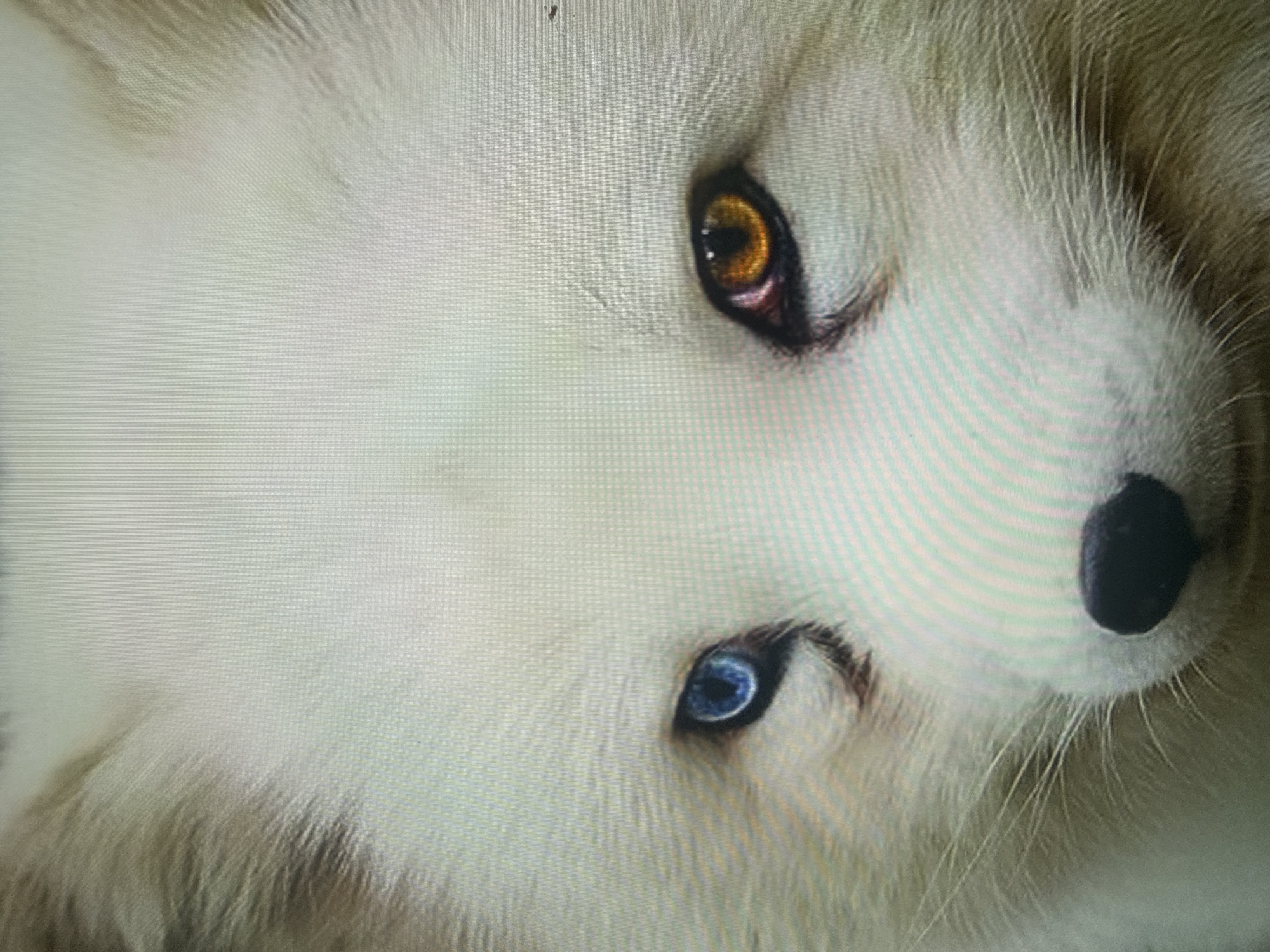 The image is a close-up of an arctic fox's face. The fox has white fur and heterochromia, with one blue eye and one amber eye. The fox's nose is black and appears to be wet. The background is out of focus and appears to be a light, neutral color. There is no visible indication of the location being Dykivka, Ukraine.