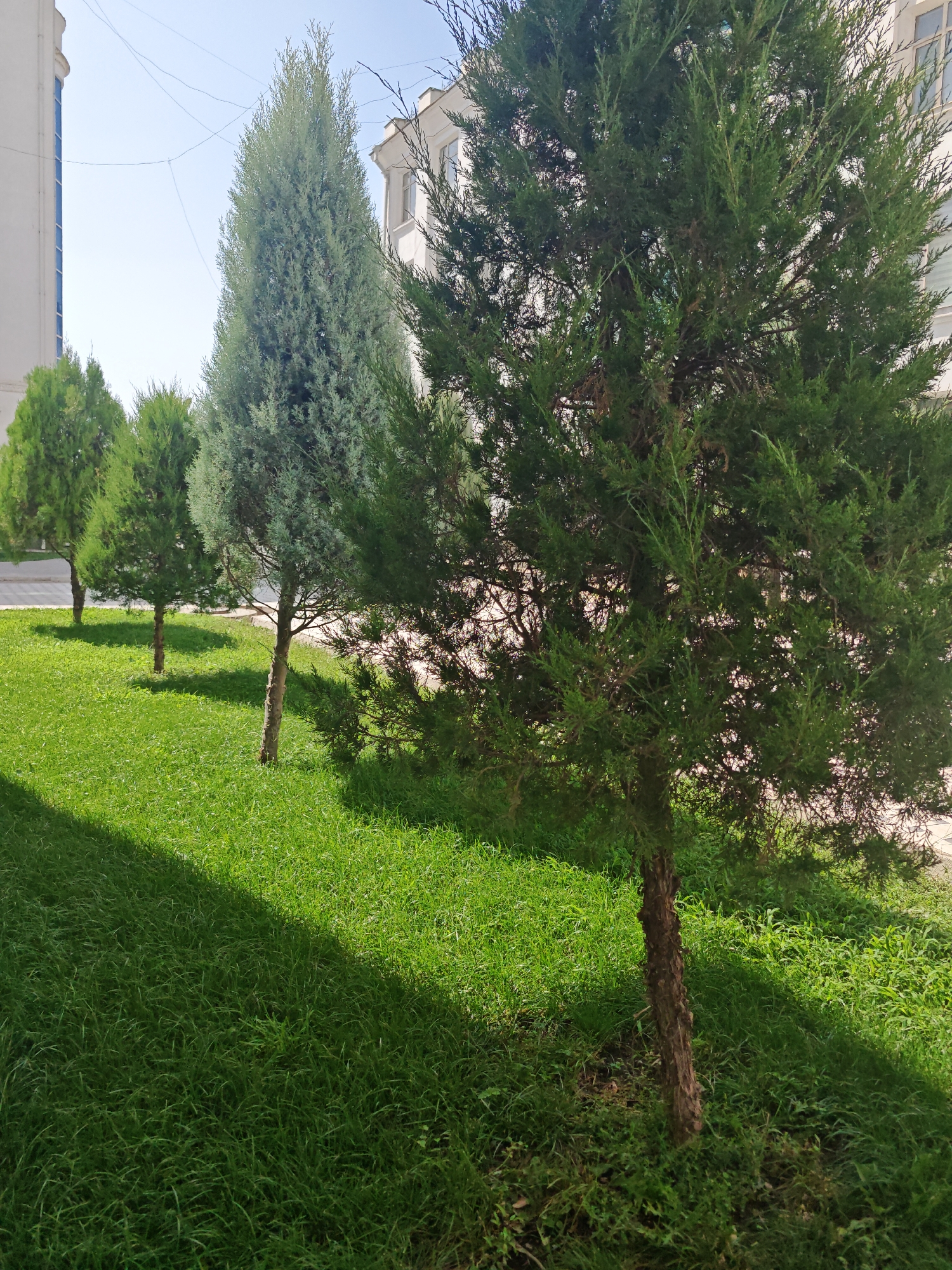 A full outdoor, eye-level shot shows a line of coniferous trees against a clear blue sky. The trees are tall and slender, with dark green foliage. They are planted in a neat row on a patch of bright green grass, with buildings in the background. The grass is evenly cut, and the trees are casting long shadows across it. The scene appears to be a public space or park. There are no people visible in the image.