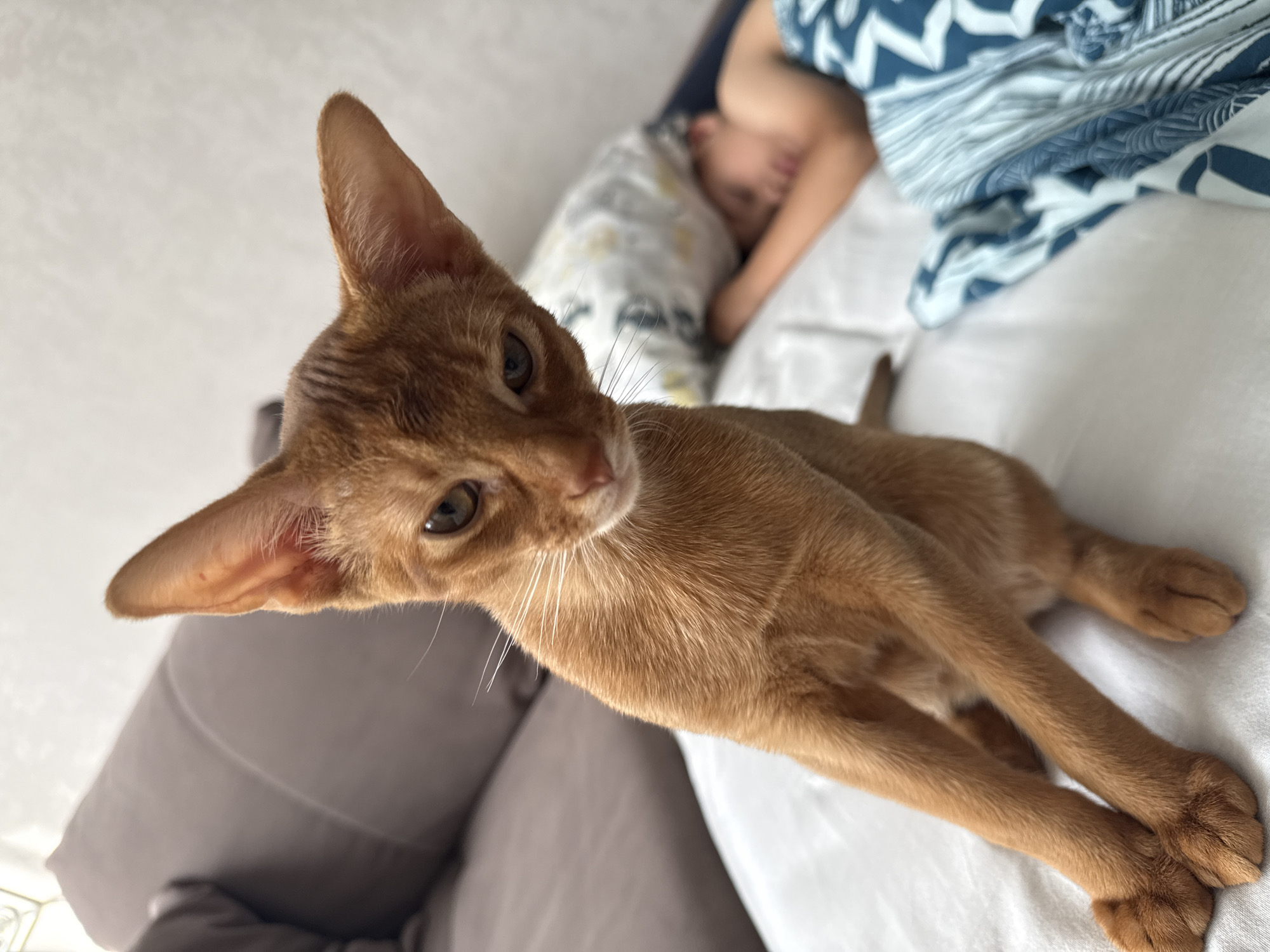 An Abyssinian kitten sits on a white surface, looking towards the camera with its head tilted. Behind the kitten, a child sleeps on a pillow, partially covered by a blue and white patterned blanket. A brown sofa is visible in the background, to the left of the frame. The environment appears to be a bedroom or living room. The image was taken indoors.