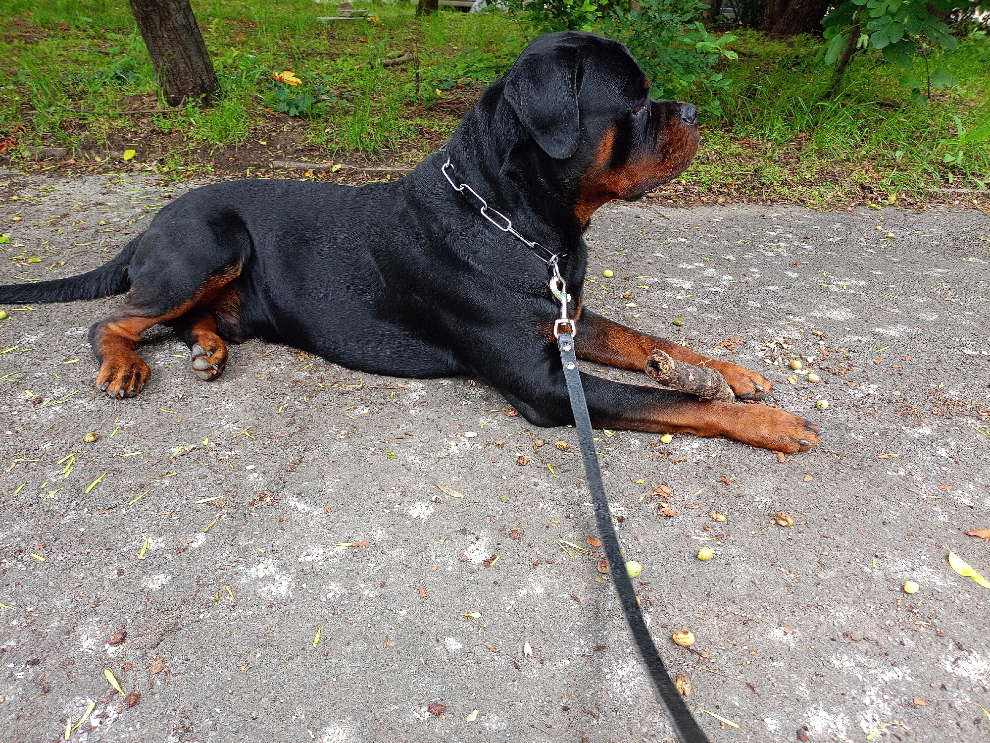 A black and tan Rottweiler dog is observed lying prone on a gray, textured asphalt or concrete path. The dog is positioned with its body extended, facing towards the right side of the frame, with its head slightly raised and its gaze directed to the right. Its front paws are extended forward, and its hind legs are partially tucked beneath its body. The dog wears a silver-colored metal chain collar, to which a black leather leash is attached via a silver snap hook. The leash extends downwards and out of the frame towards the bottom right.
The paved surface beneath and around the dog is scattered with various natural debris, including small, round, light-green objects (resembling fallen berries or small fruits), elongated light-green leaves, dried brown leaves, and small twigs. The background consists of a strip of green grass, followed by dense green foliage, shrubs, and the trunks of trees, indicating a park or a natural green space. The lighting suggests an outdoor environment, possibly under an overcast sky or in a shaded area. This scene is located within a public green space or park in the city of Sofia, Bulgaria.