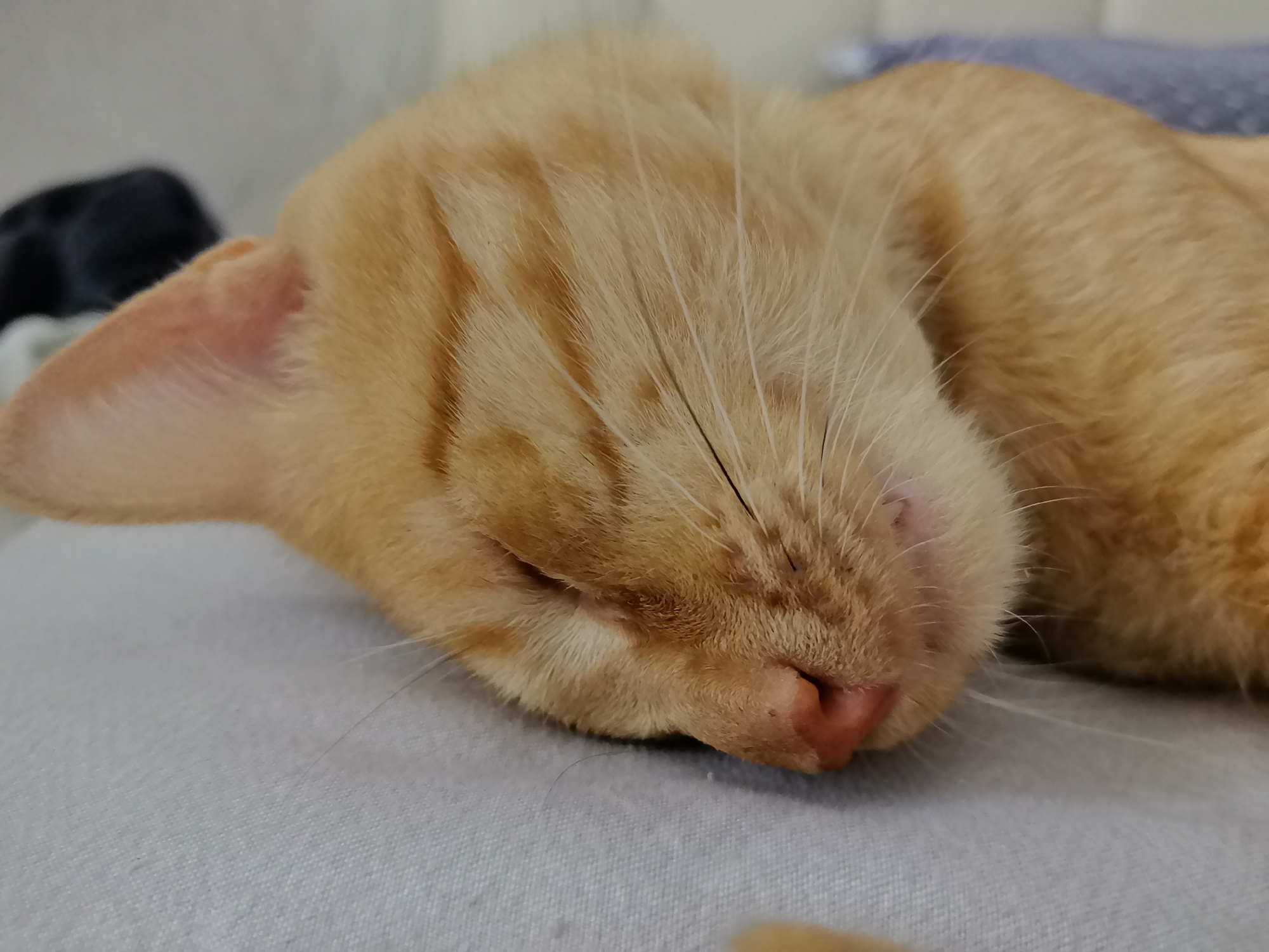 A close-up, eye-level shot shows an orange tabby cat sleeping on a light gray textured surface. The cat is curled up, facing to the left, with its eyes closed and its head resting on its paws. The cat's fur is short and has distinct dark orange stripes. Its nose is a pinkish-orange color, and it has long white whiskers. The background is out of focus, showing a light-colored surface and a dark blurry object to the left of the cat's head. There is no indication of the cat's location within the city of Kazan, Russia.