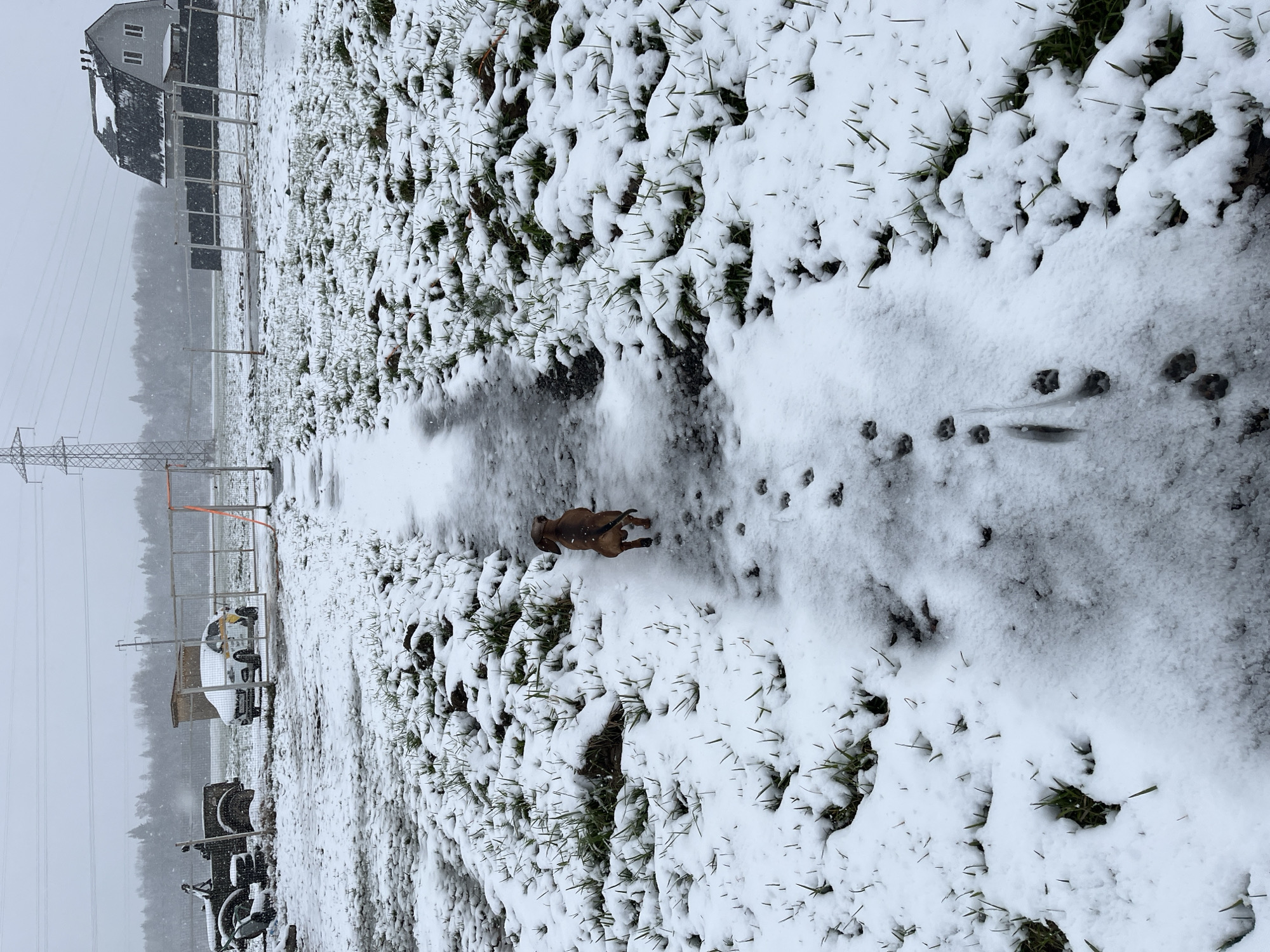 A horizontal image of a snowy landscape shows a brown dog running through snow-covered ground in Раздолье, Russia. Patches of green grass are visible beneath the snow. The dog is leaving a trail of paw prints in the snow. In the background, there is a building with a black roof and white windows. A power line tower is also visible.