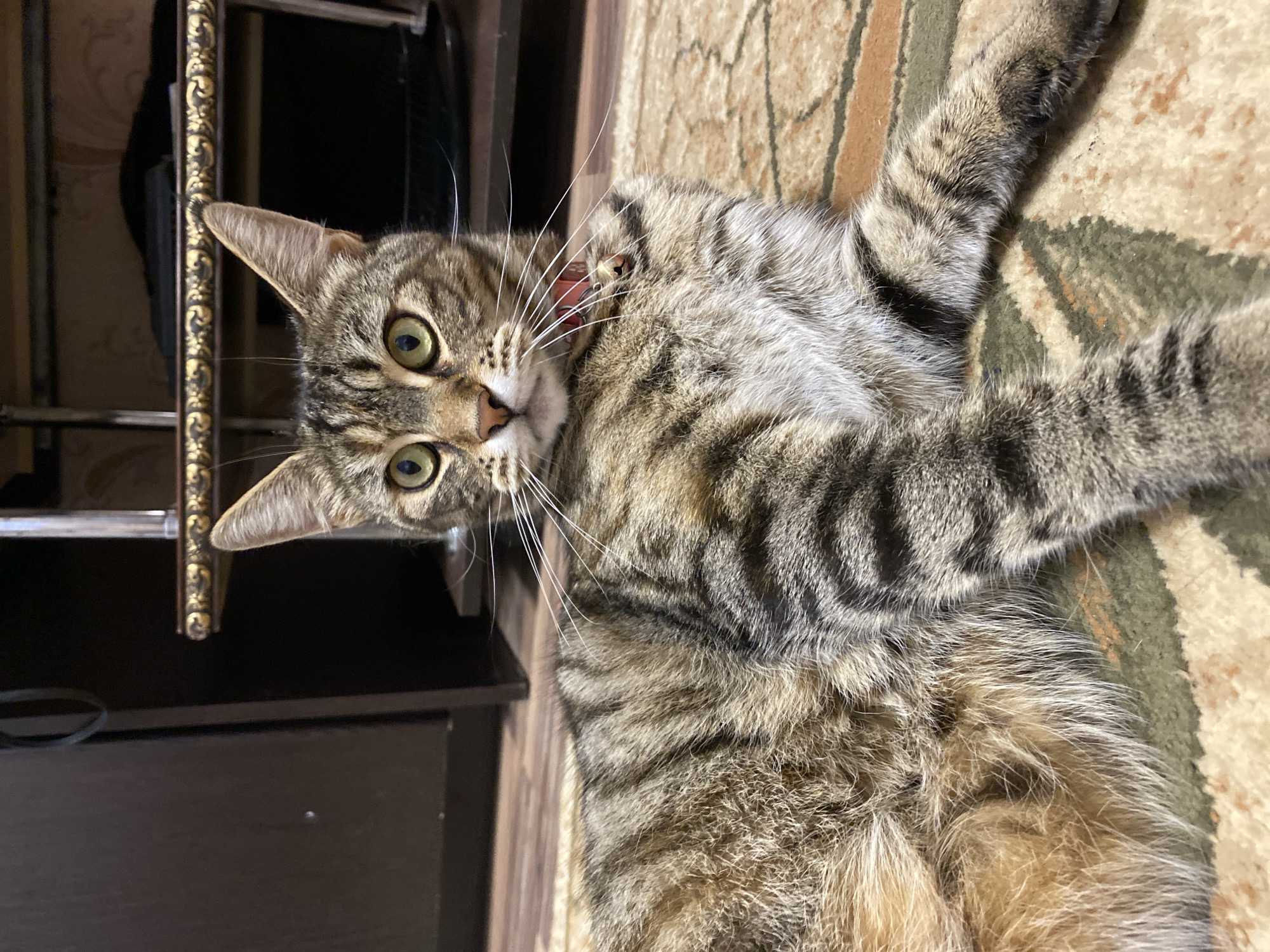 A tabby cat with green eyes and a red collar lies on a rug in front of a dark wood cabinet and a shelf with decorative trim. The cat is looking towards the camera.