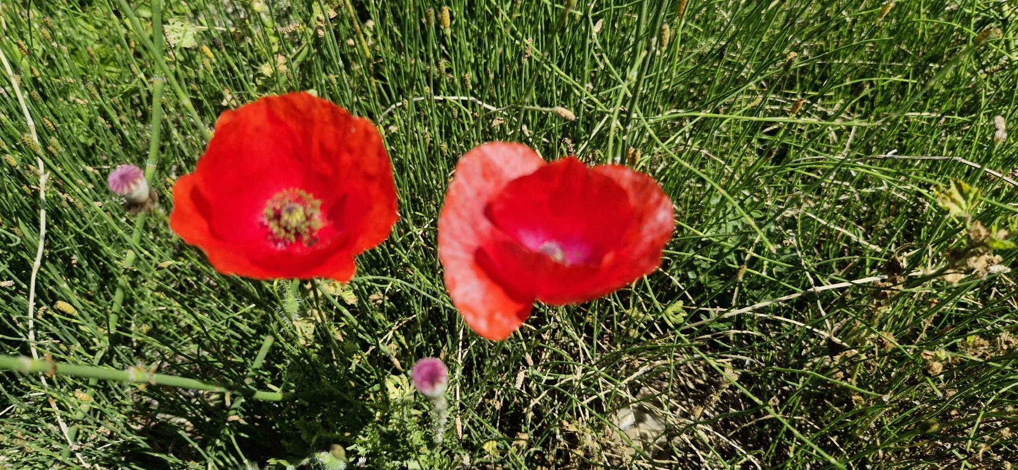 This is a close-up, overhead shot of two red poppies in a field of green grass. The poppies are bright red with darker centers and appear to be in full bloom. There are also a few small, purple buds scattered amongst the grass. The grass is dense and appears to be a mix of tall and short blades. The lighting suggests it is daytime, with sunlight filtering through the grass. The scene appears to be an outdoor, natural environment, likely a meadow or a field. There are no visible people, structures, or man-made objects.