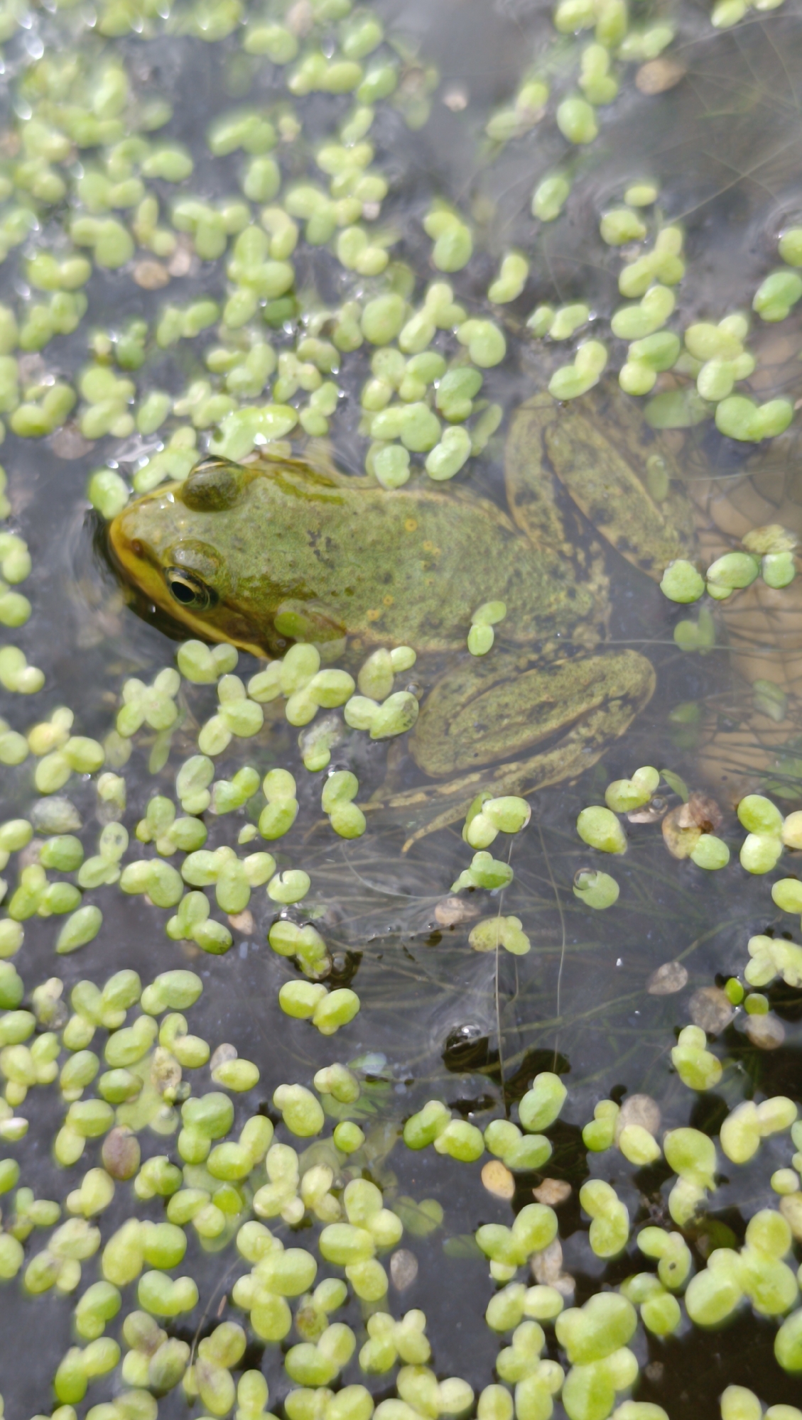 A green frog is partially submerged in murky water, surrounded by floating green duckweed. The frog's head is visible, with one eye open and looking towards the left of the frame. Its body is mostly submerged, with its legs tucked underneath. The duckweed covers a significant portion of the water's surface, creating a textured foreground and background. The overall environment appears to be a natural body of water. The image does not provide any information that would indicate a location in the city of Karsha, Russia.