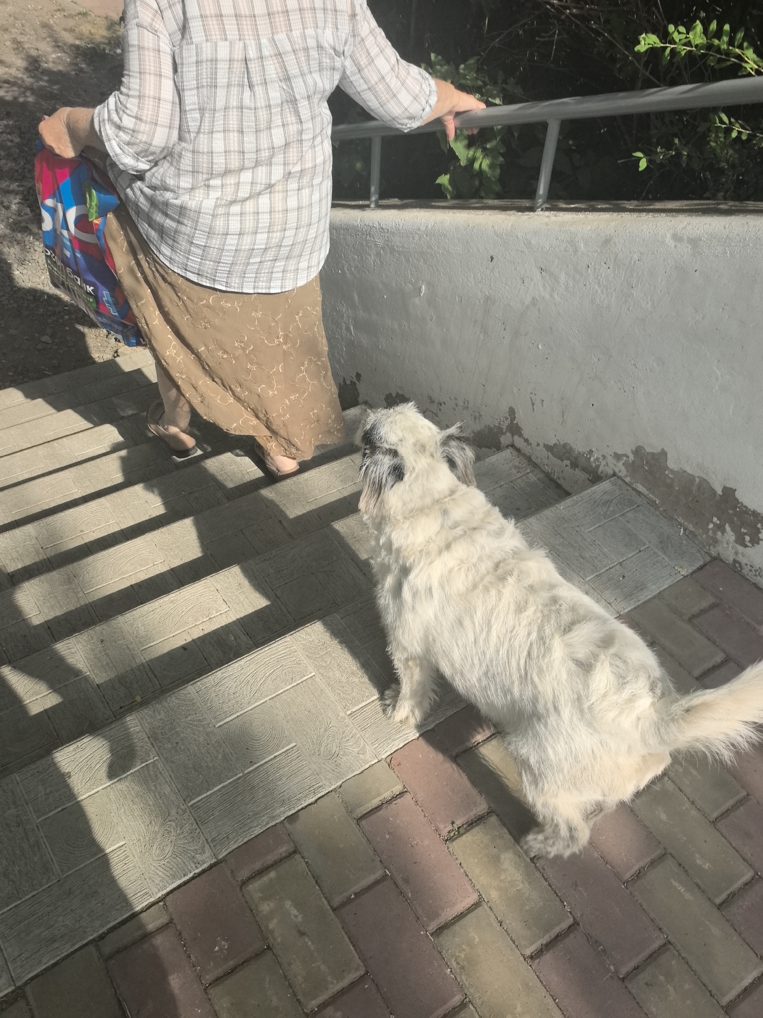 An outdoor shot shows a person walking down a tiled stairway, holding a shopping bag. A fluffy white dog with dark markings on its face is following the person, looking up at them. The stairway is bordered by a concrete wall and a metal railing. Sunlight casts long shadows on the stairs. The scene appears to be in a residential area, possibly Amursk, Russia.