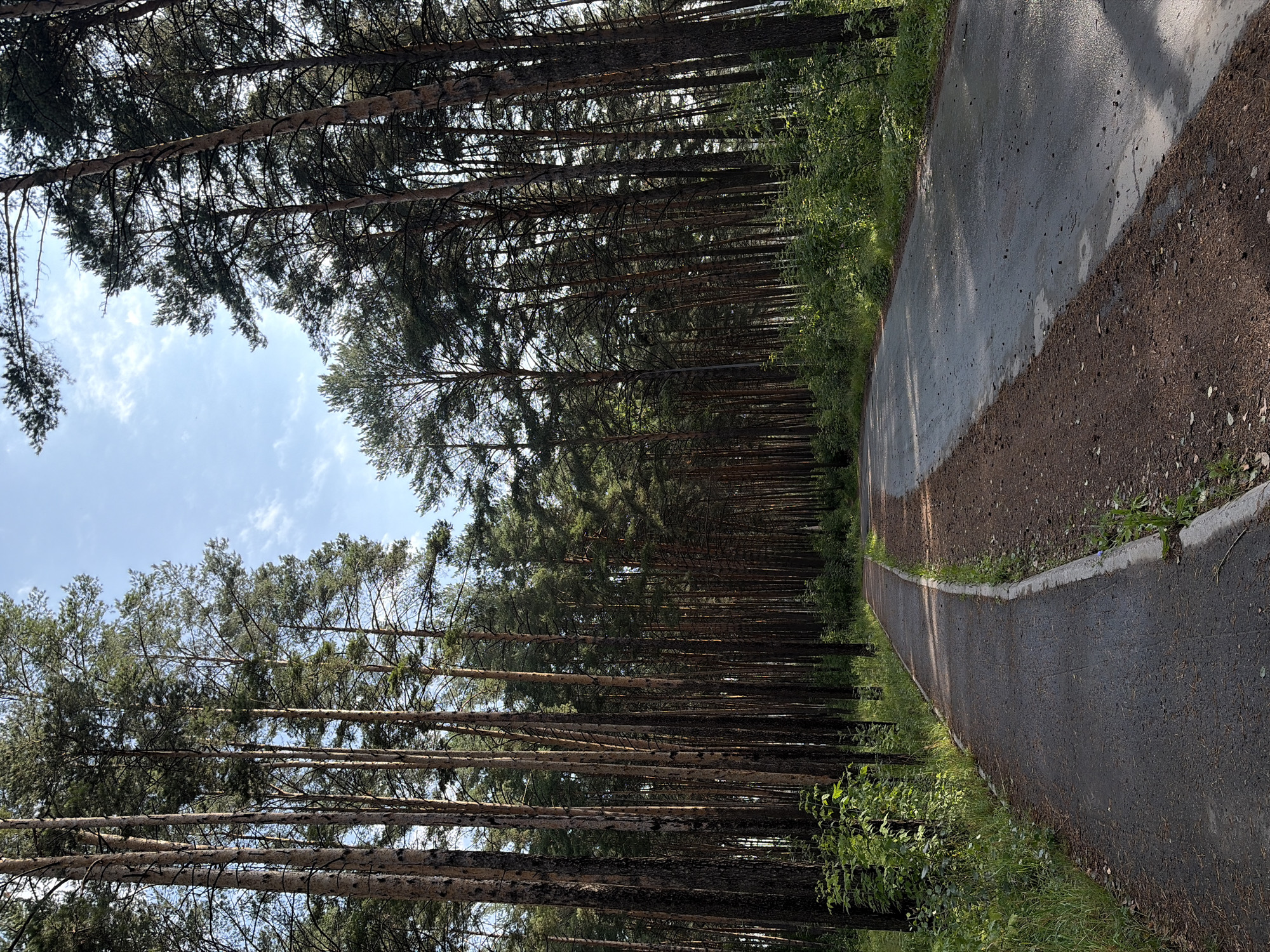 This is a vertical, full-frame shot of a paved path winding through a pine forest. The path is dark gray asphalt with a lighter gray concrete border on the left side and a dirt shoulder on the right. Tall, slender pine trees with brown bark line both sides of the path, their green needles forming a dense canopy overhead. Sunlight filters through the trees, casting dappled shadows on the path. The sky is blue with a few wispy white clouds. The image appears to have been taken in the city of Chaikovsky, Russia, likely in a park or recreational area. There are no people or animals visible in the scene.
