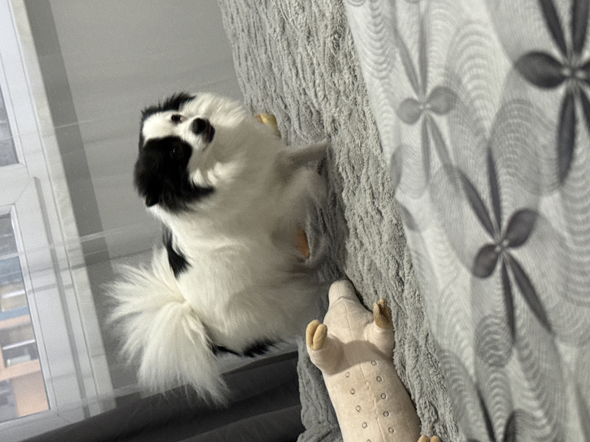 A fluffy, black and white Pekingese dog is lying on a grey blanket next to a stuffed pig. The background includes a window. The location is unknown, but the city of Stara Zagora, Bulgaria is provided.