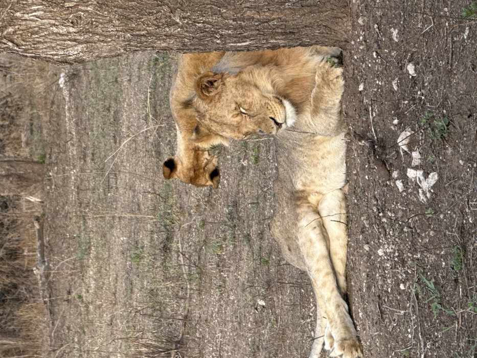 Two light brown lions are observed resting on dry earth in Sinoni, Tanzania. The lion in the immediate foreground, positioned left of center, is lying down with its eyes closed, facing right, partially obscured by a thick, rough-barked tree trunk on the far right. Its front paws are tucked beneath it, and its hind legs are extended forward. A second lion, further back and to the left, is also lying down, partially visible behind and to the left of the foreground lion, with its head and upper back exposed. The ground consists of reddish-brown soil with sparse, dry vegetation, scattered small rocks, and twigs. In the background, additional dry brush and indistinct vegetation are present under natural light conditions.