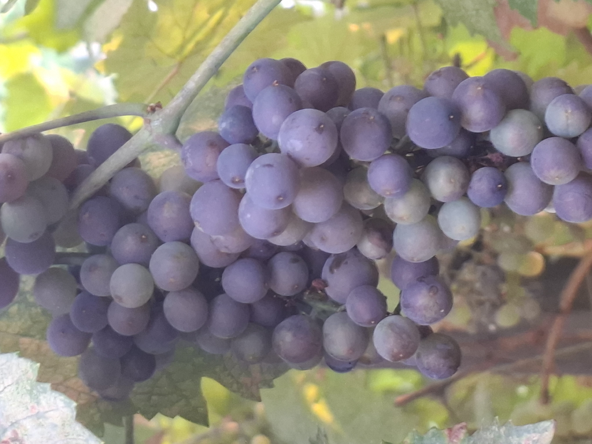 A cluster of ripe, dark purple grapes hangs from a vine in Almaty, Kazakhstan. The grapes are plump and round, with a slight dusty bloom on their surface. They are arranged in a dense bunch, with individual grapes visible and varying slightly in size and color. The background is softly blurred, showing green leaves and hints of sunlight filtering through. The image captures the natural beauty of a vineyard in the region.