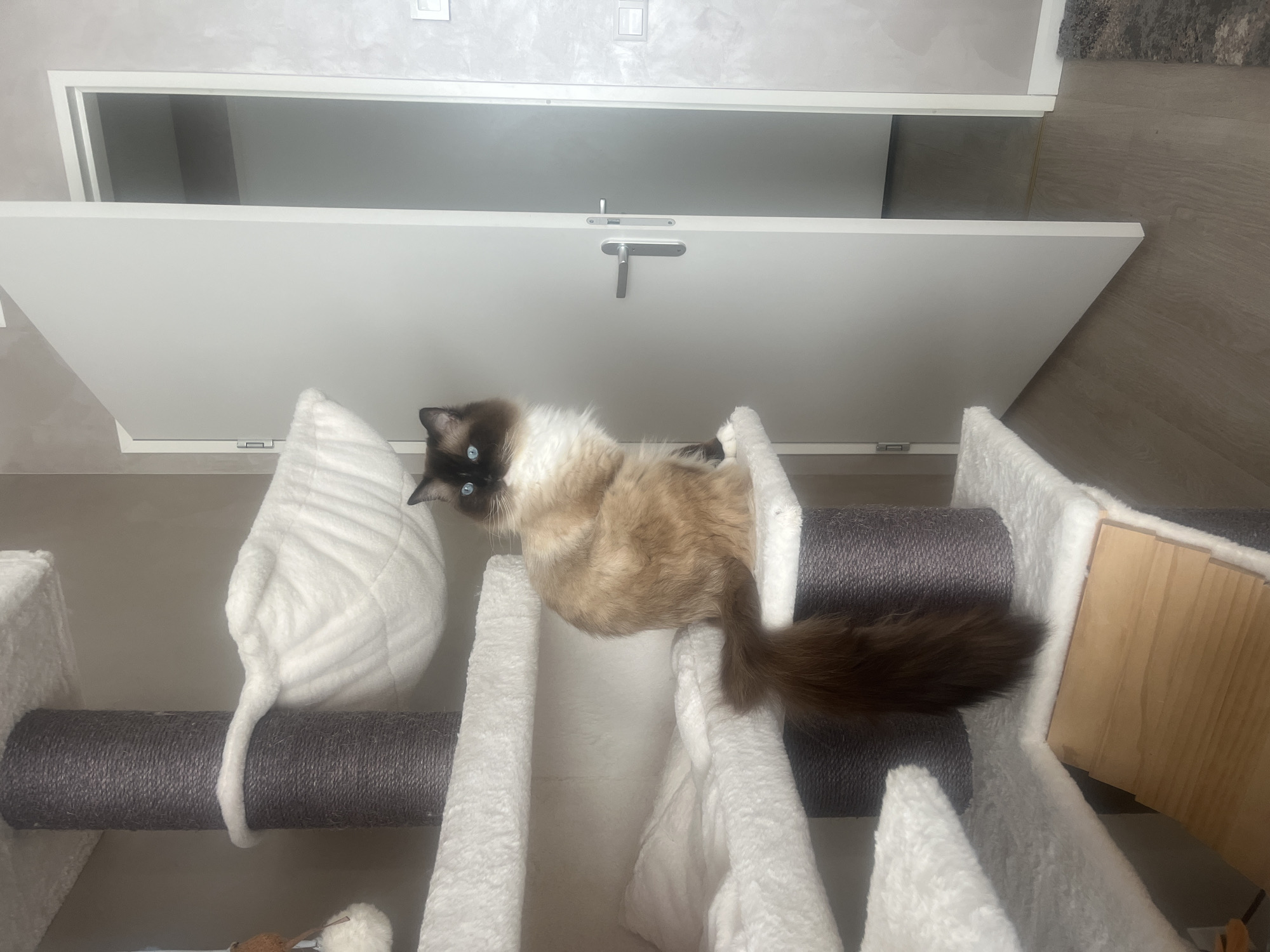 **Location:** Unknown, Unknown
**Scene Description:**
A full-length indoor portrait captures a medium-sized seal point bi-color cat, resembling a Ragdoll, perched on a multi-tiered cat tree. The cat, positioned slightly right of center, faces forward with its head turned towards the viewer. It possesses striking blue eyes, a dark brown face mask, ears, and forepaws, a creamy tan body, and a long, bushy dark brown tail that descends past the edge of the white-plush platform it occupies. The cat is seated on one of the white faux fur-covered platforms.
The cat tree, a prominent feature in the left two-thirds of the image, is constructed with multiple levels of white faux fur-covered platforms and vertical support posts wrapped in dark gray sisal rope. Visible elements include several platforms, a suspended white plush hammock, and a wooden ramp leading to a lower level. A small, dark brown spherical toy with white tufts is partially visible hanging from an upper section of the cat tree on the far left.
To the right of the cat tree, a modern, white interior door is slightly ajar, revealing a glimpse into an adjacent room. The door is equipped with a brushed silver handle and matching hinges. The wall to the right of the door and in the background is painted in a light gray hue with a subtle, textured finish, possibly stucco or Venetian plaster. Two white electrical outlets or light switches are visible on this wall. The foreground floor consists of light brown wood-effect laminate, with a small portion of a dark, patterned rug visible in the bottom right corner. The scene is evenly lit.