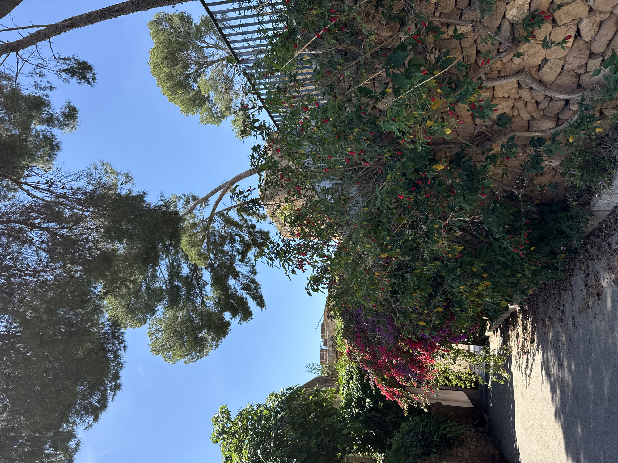 The image depicts a street in Dénia, Spain. The scene includes a stone wall covered with flowering plants in pink and red hues, overhanging greenery from trees, and a glimpse of buildings. The sky is visible overhead, and the street surface is asphalt. No people are visible in the image.
