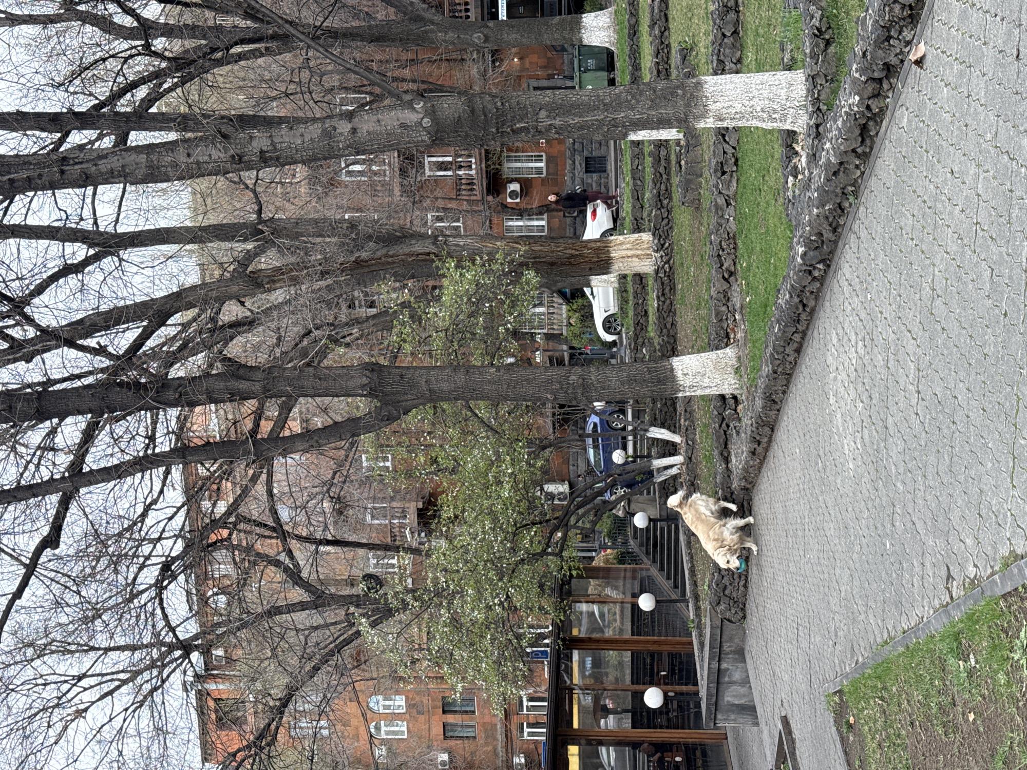 The image depicts a street scene in Yerevan, Armenia. A light-colored dog is standing on a gray tiled sidewalk next to a restaurant with glass walls. The restaurant has spherical light fixtures. Behind the restaurant and sidewalk is a landscaped area with grass and trees that have white-painted trunks. Cars are parked along the street. In the background, a multi-story brick building is visible with numerous windows. Some people are walking near a white car. Above the building and scene, a network of tree branches, largely devoid of leaves, stretches across the sky.