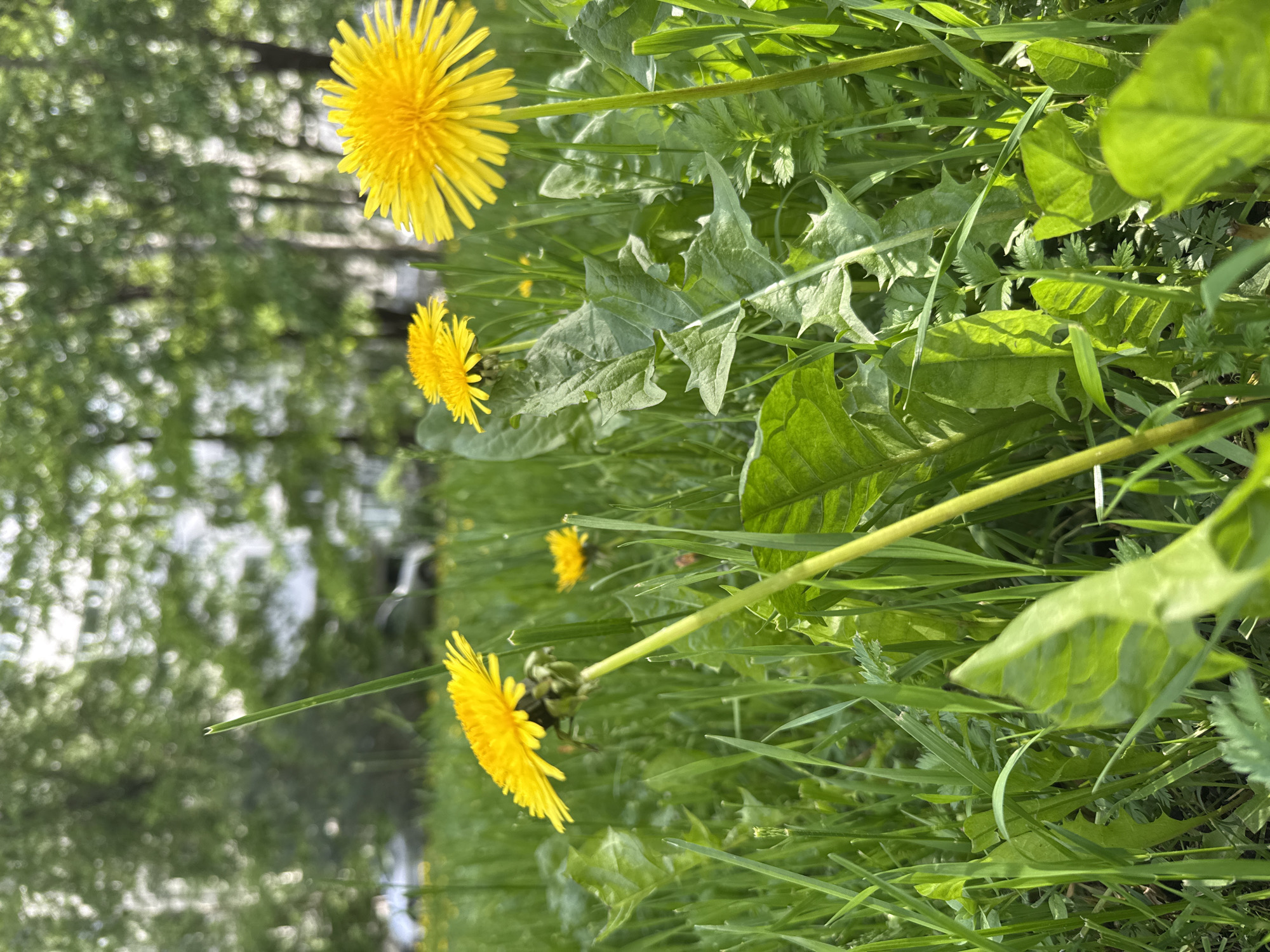 The image depicts a close-up view of several bright yellow dandelions thriving in a dense patch of green grass and foliage, set in Saint Petersburg, Russia. The overall impression is one of lush, vibrant natural growth under bright daylight.
In the foreground and midground, three main dandelions are prominently featured. The largest and most defined dandelion is located towards the upper right, displaying its characteristic numerous rayed petals. Another, slightly smaller dandelion is visible below and to its left, with a third, less distinct blossom further in the background. Surrounding these flowers is a rich variety of green plant life, including the deeply lobed and serrated leaves typical of dandelions, intermingled with blades of grass and other leafy vegetation. The leaves show clear venation and varying textures.
The scene is bathed in strong, natural sunlight, indicated by the bright highlights on the dandelion petals and the leaves, as well as distinct shadows cast within the foliage. This suggests a clear and sunny day, likely morning or afternoon. The background is softly blurred with a bokeh effect, revealing out-of-focus green tree foliage, which implies an open, natural outdoor setting such as a park or an unmanicured lawn. No human activity, animals, or visible text are present in the image.