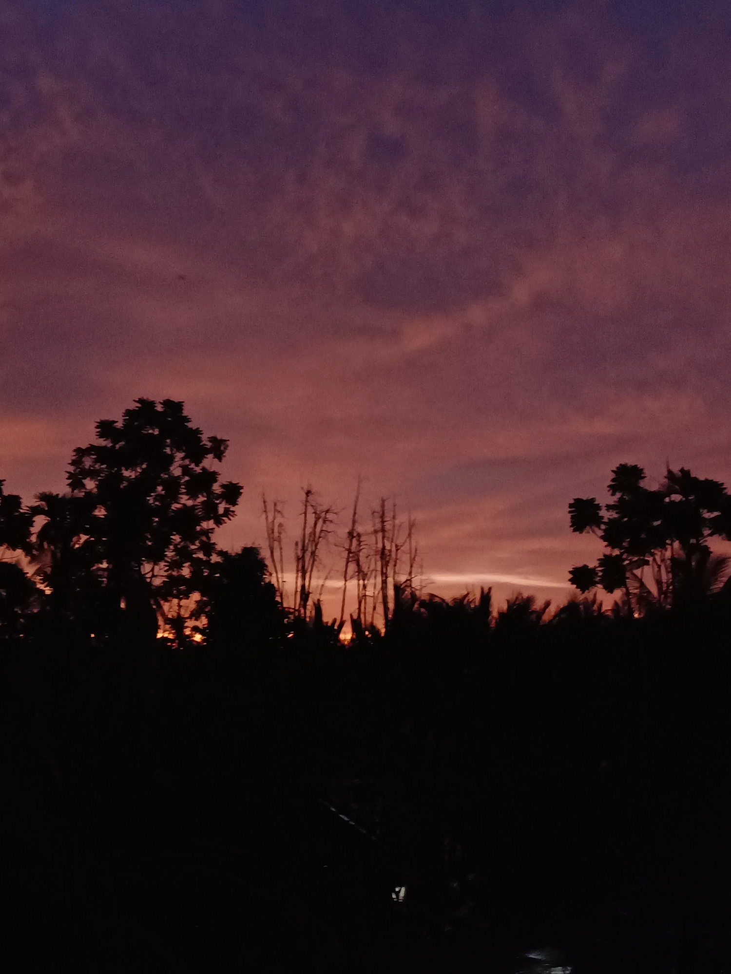 This is a silhouette photograph taken at dusk in Blang Cut, Indonesia. The sky is a gradient of deep purple at the top, transitioning to a warm, dusky pink and orange near the horizon, with wispy clouds streaking across. In the foreground, the dark silhouettes of trees and foliage create a natural border against the vibrant sky. A tall, bare tree with intricate branches stands prominently on the left, while other trees, some with broad leaves and others appearing to be palm trees, are visible on the right and in the middle ground. The dense vegetation obscures most of the ground, leaving only hints of a dark, possibly rural landscape. The overall impression is one of natural beauty and tranquility as day transitions into night.